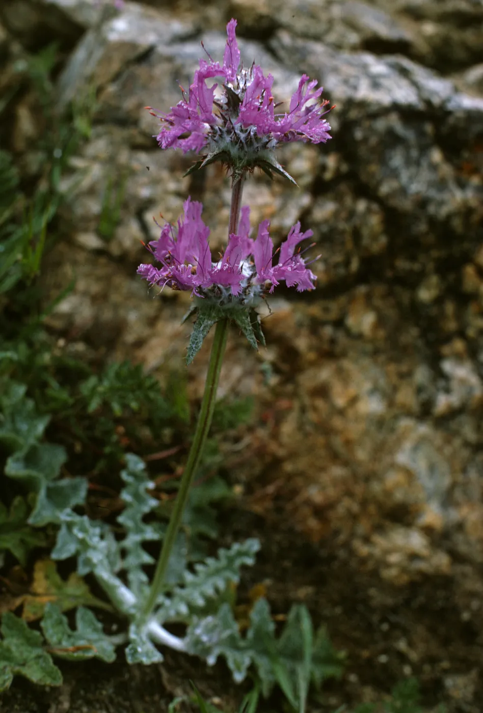 Salvia carduacea (Thistle Sage)
