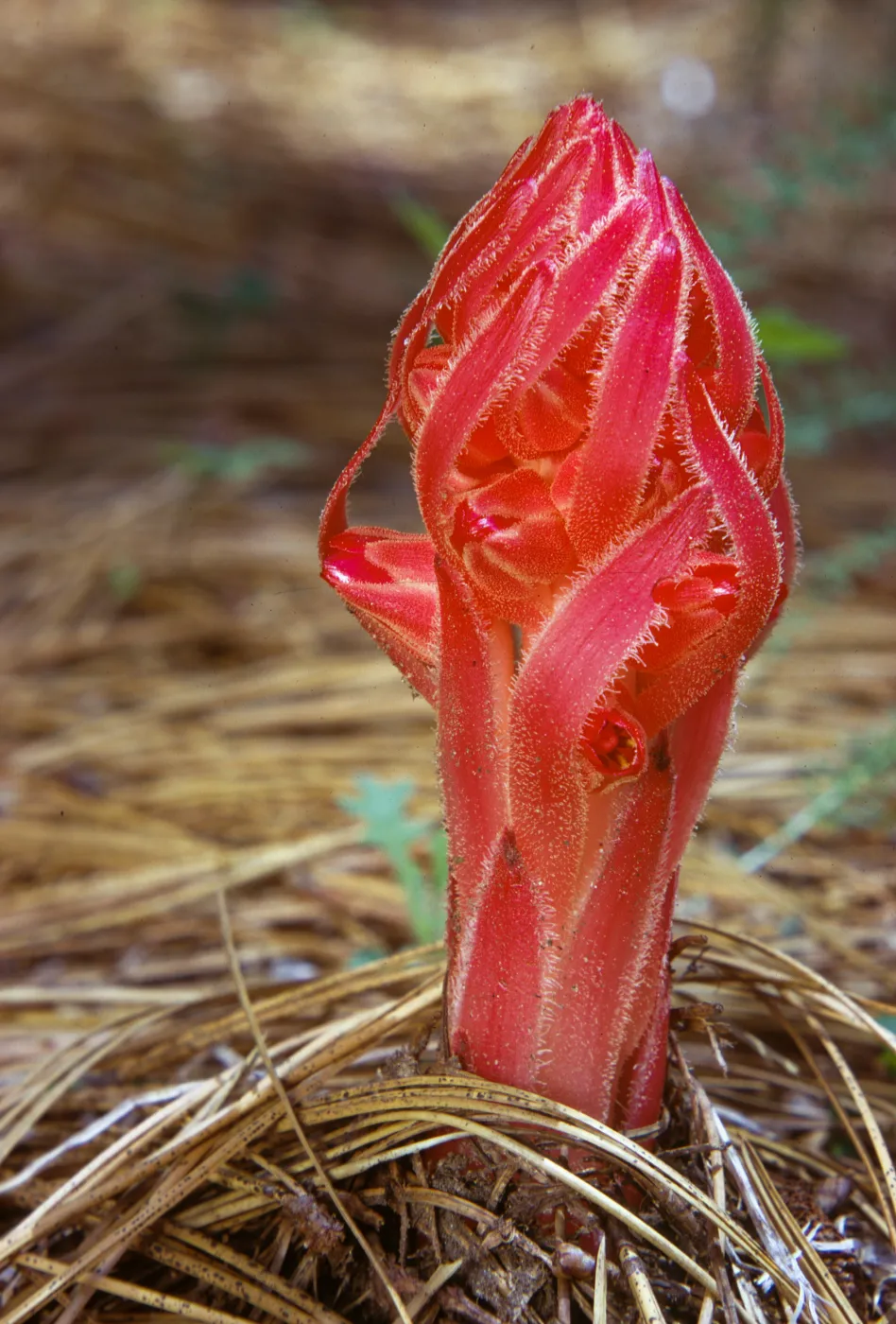 Sarcodes sanguinea, Snow Plant