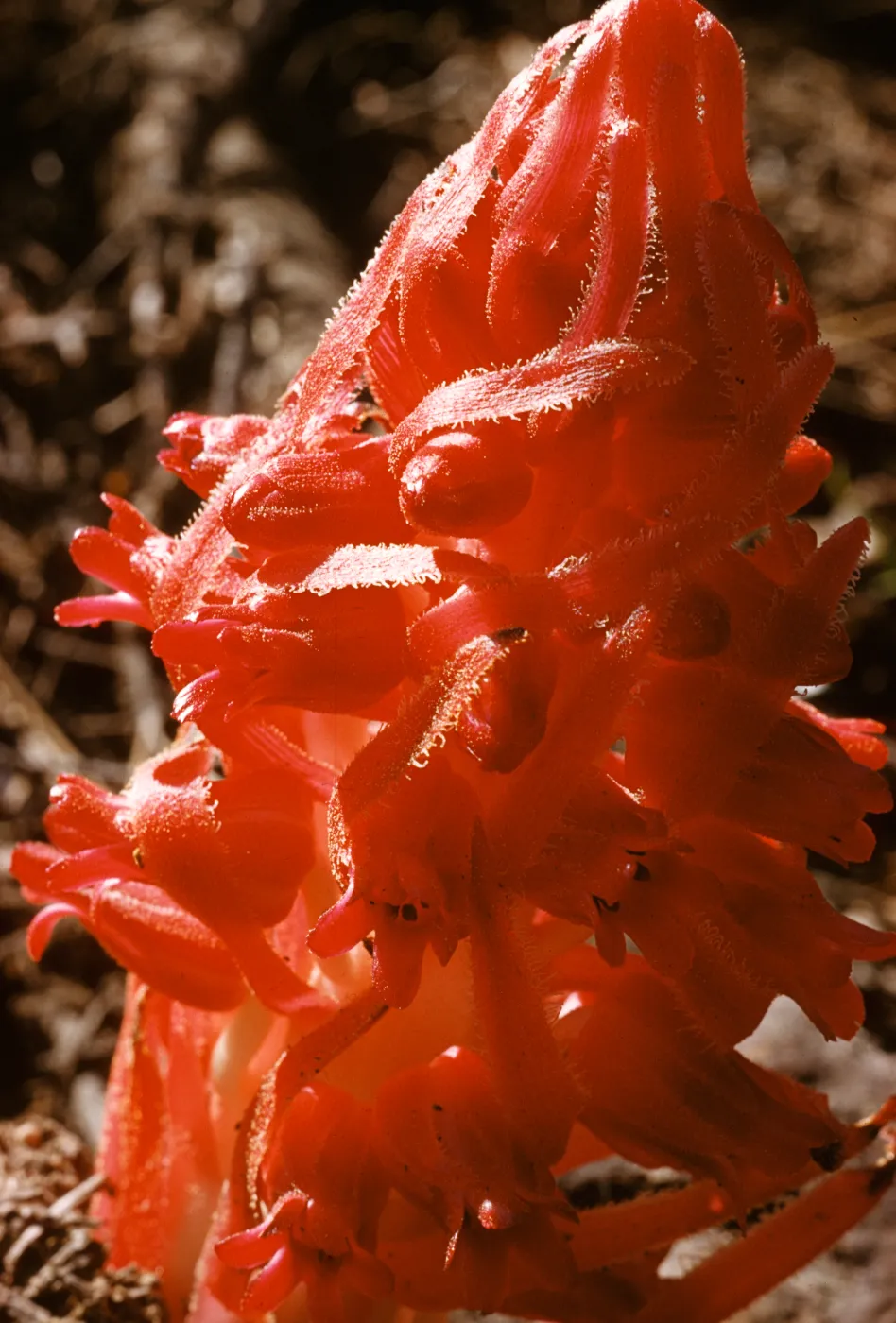 Sarcodes sanguinea, Snow Plant