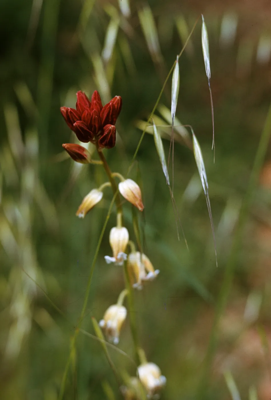 Streptanthus sp.