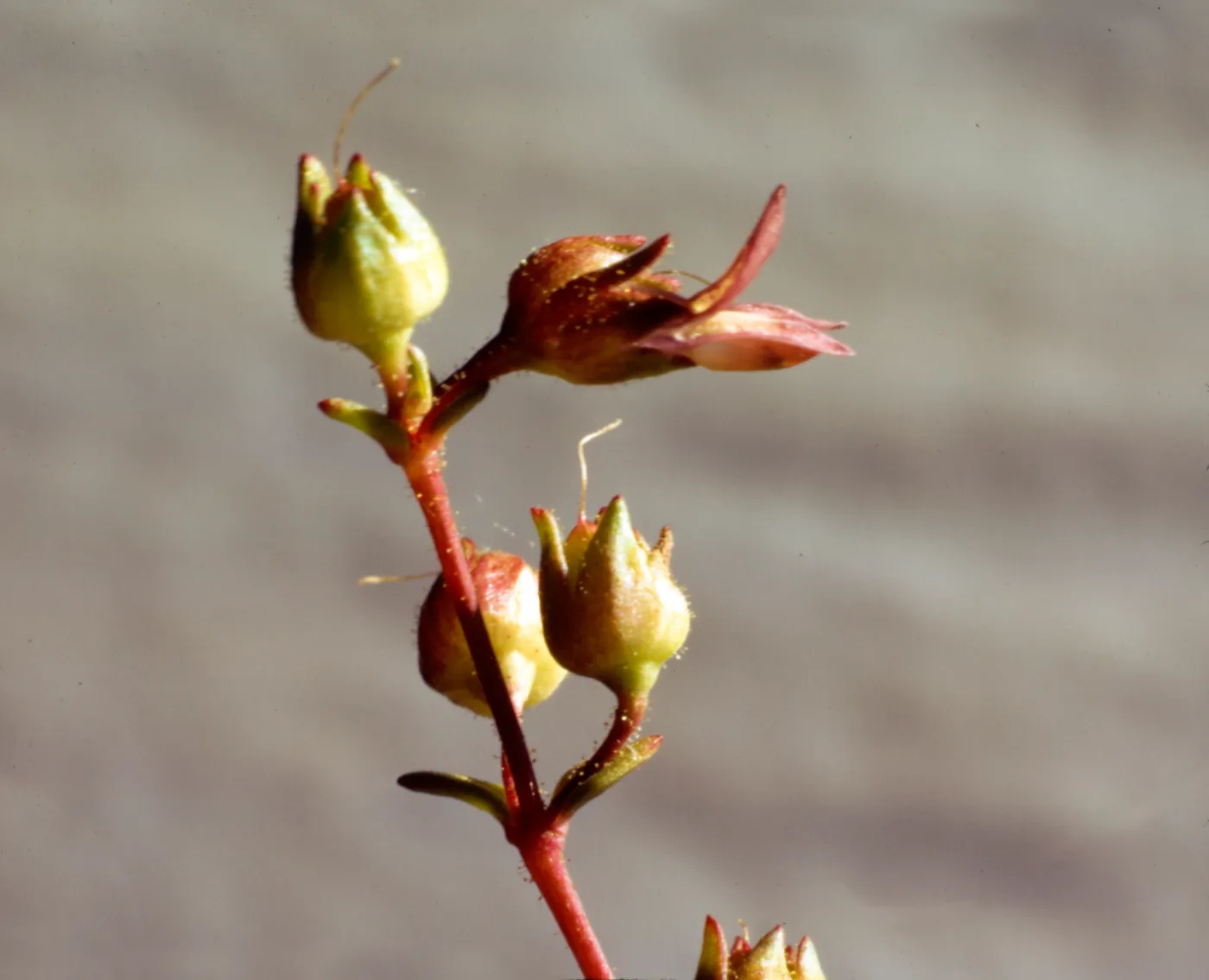 Collinsia callosa