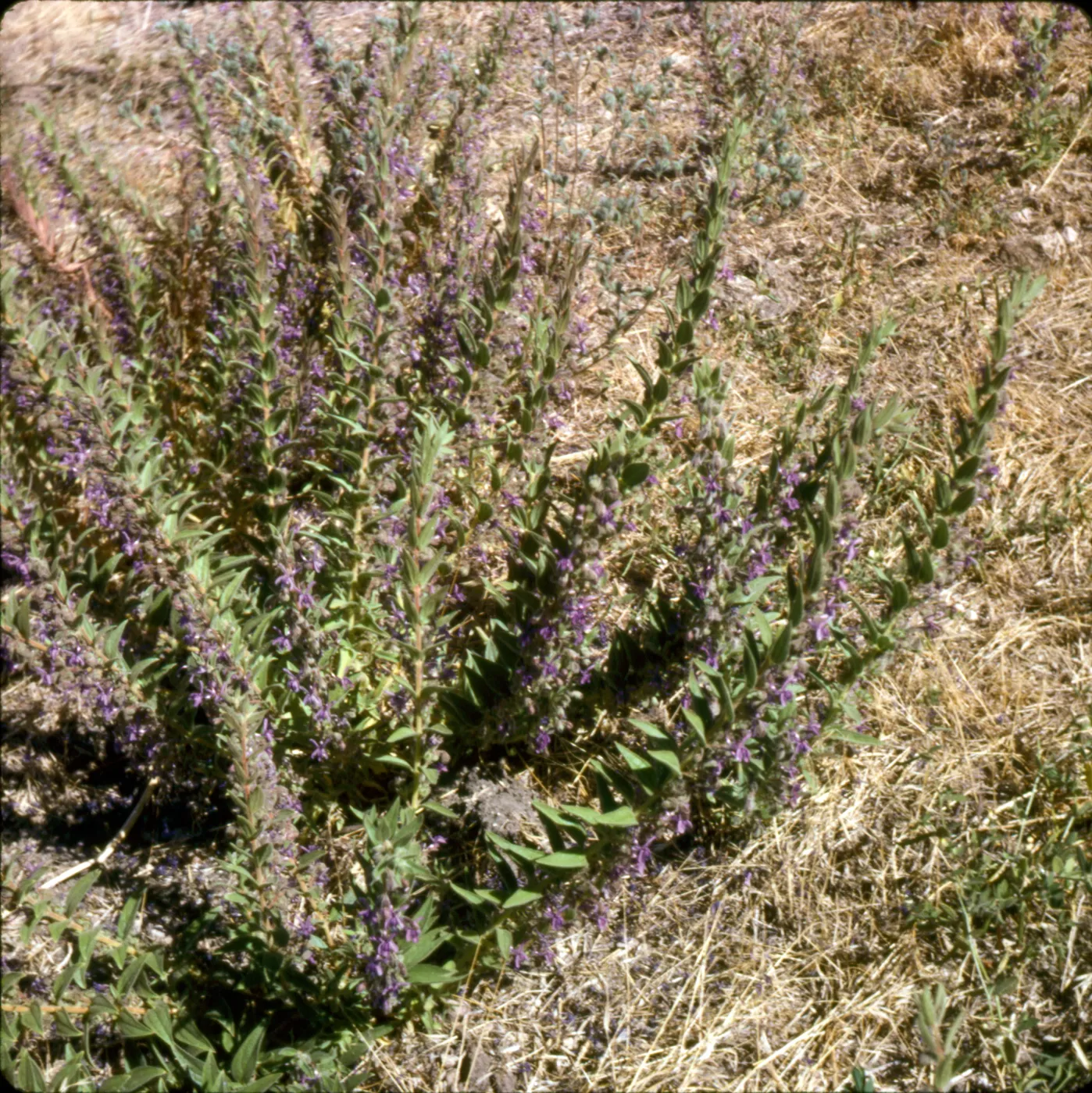 Trichostema lanceolatum