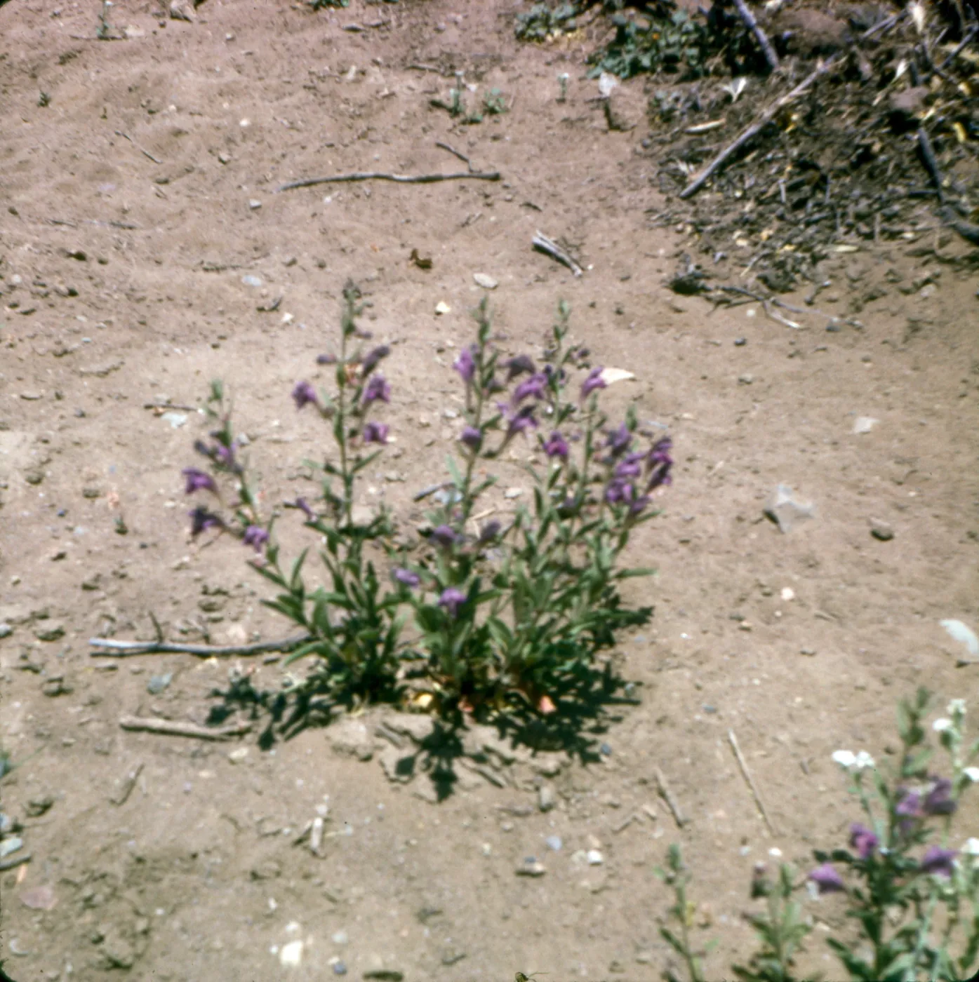 Scutellaria austiniae