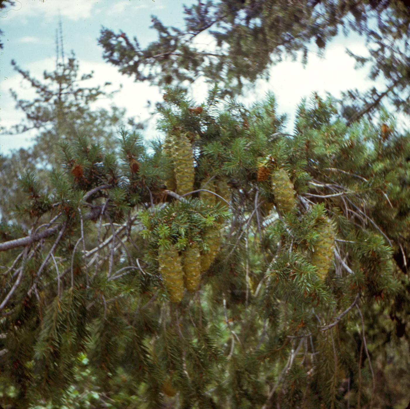 Pseudotsuga macrocarpa