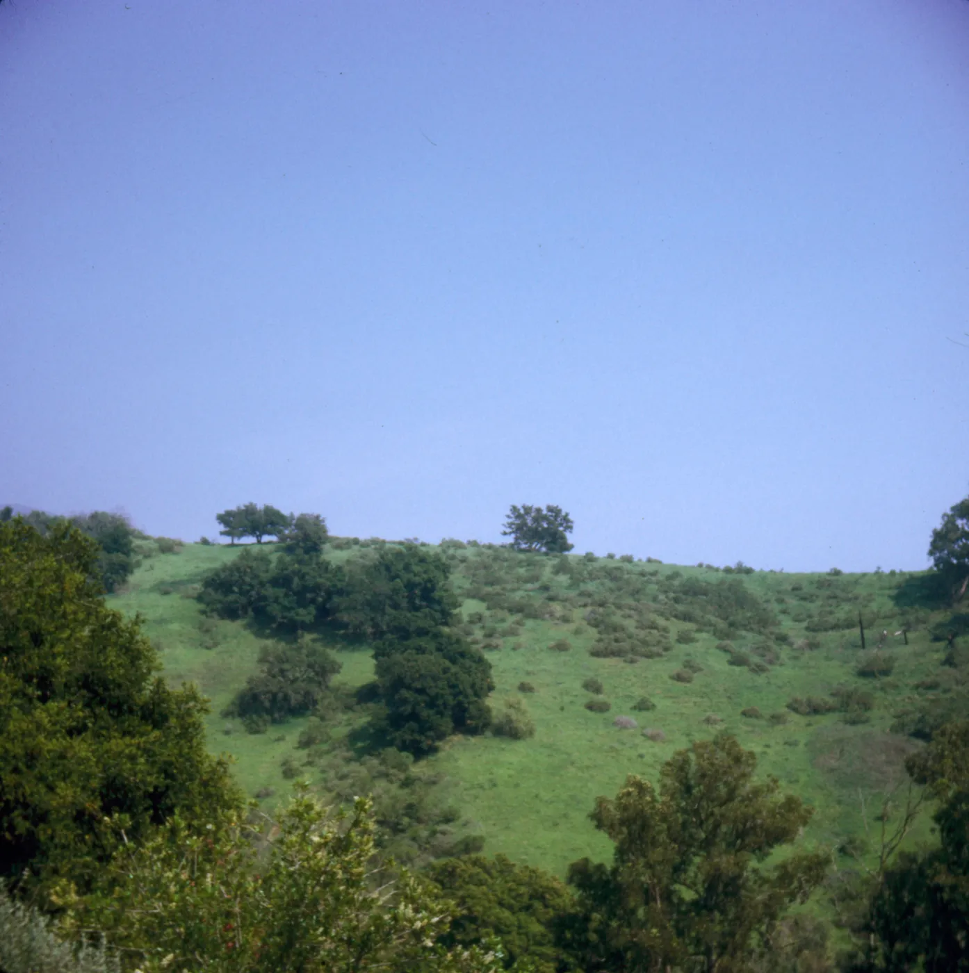 Tipton Ridge, Santa Barbara Botanic Garden