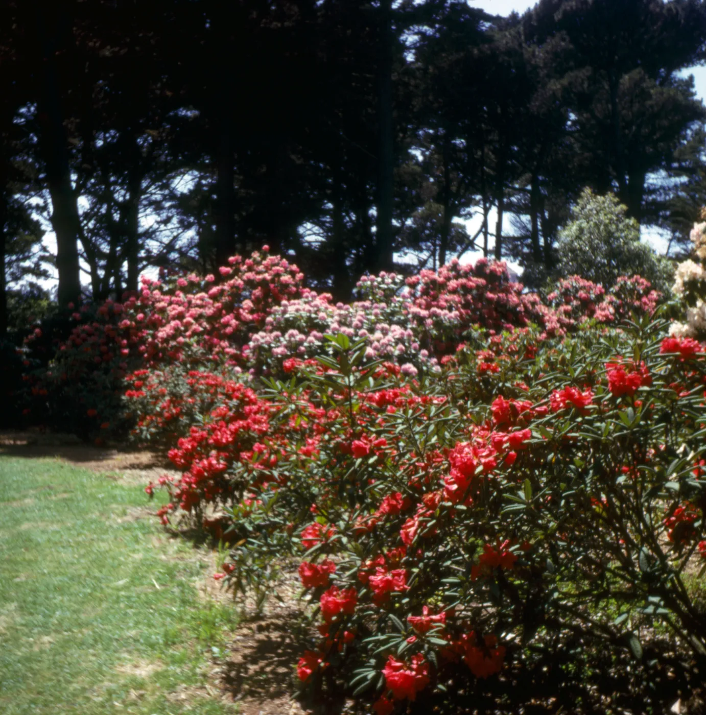Rhododendron, Golden Gate Park