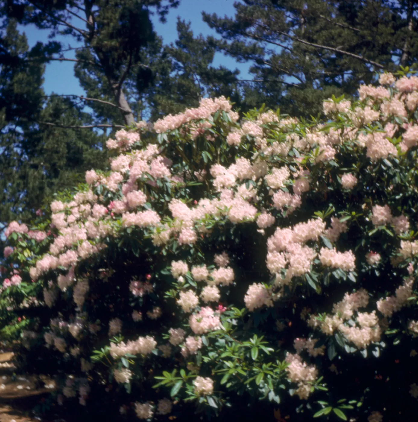 Rhododendron, Golden Gate Park