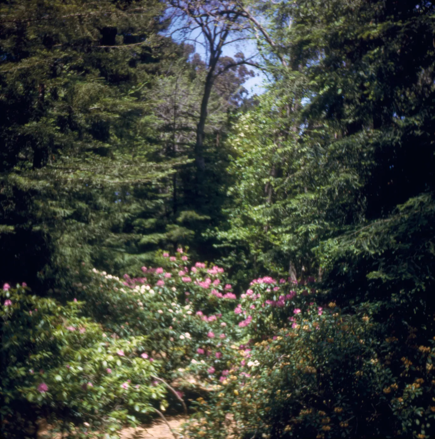 Rhododendron, Golden Gate Park