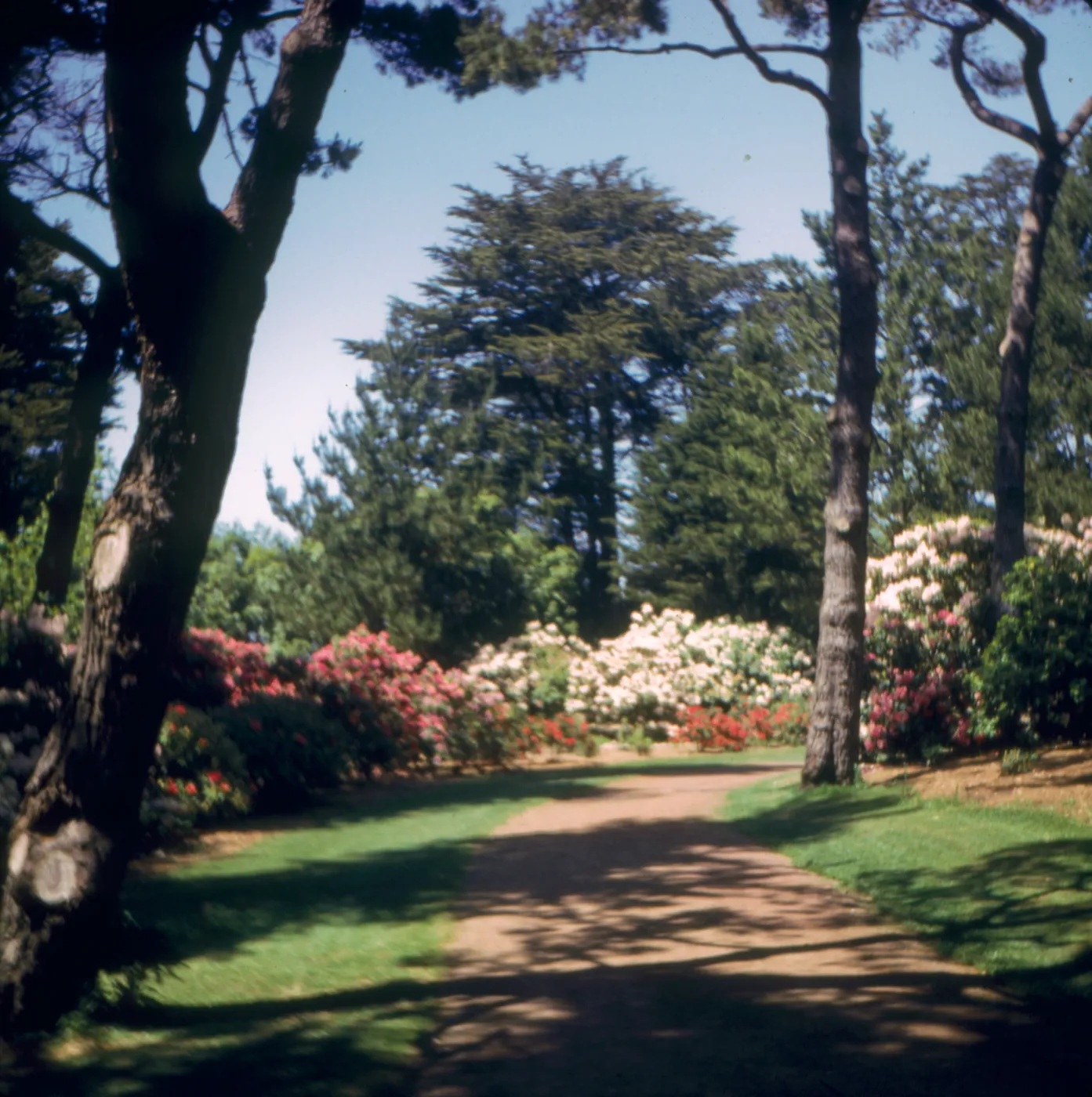 Golden Gate Park
