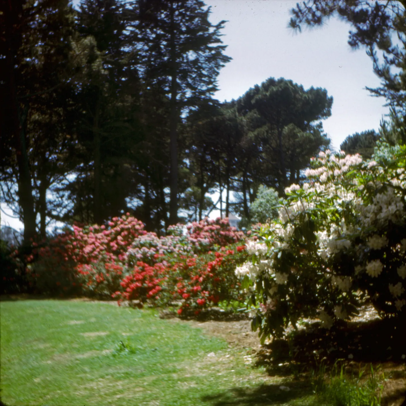 Rhododendron, Golden Gate Park