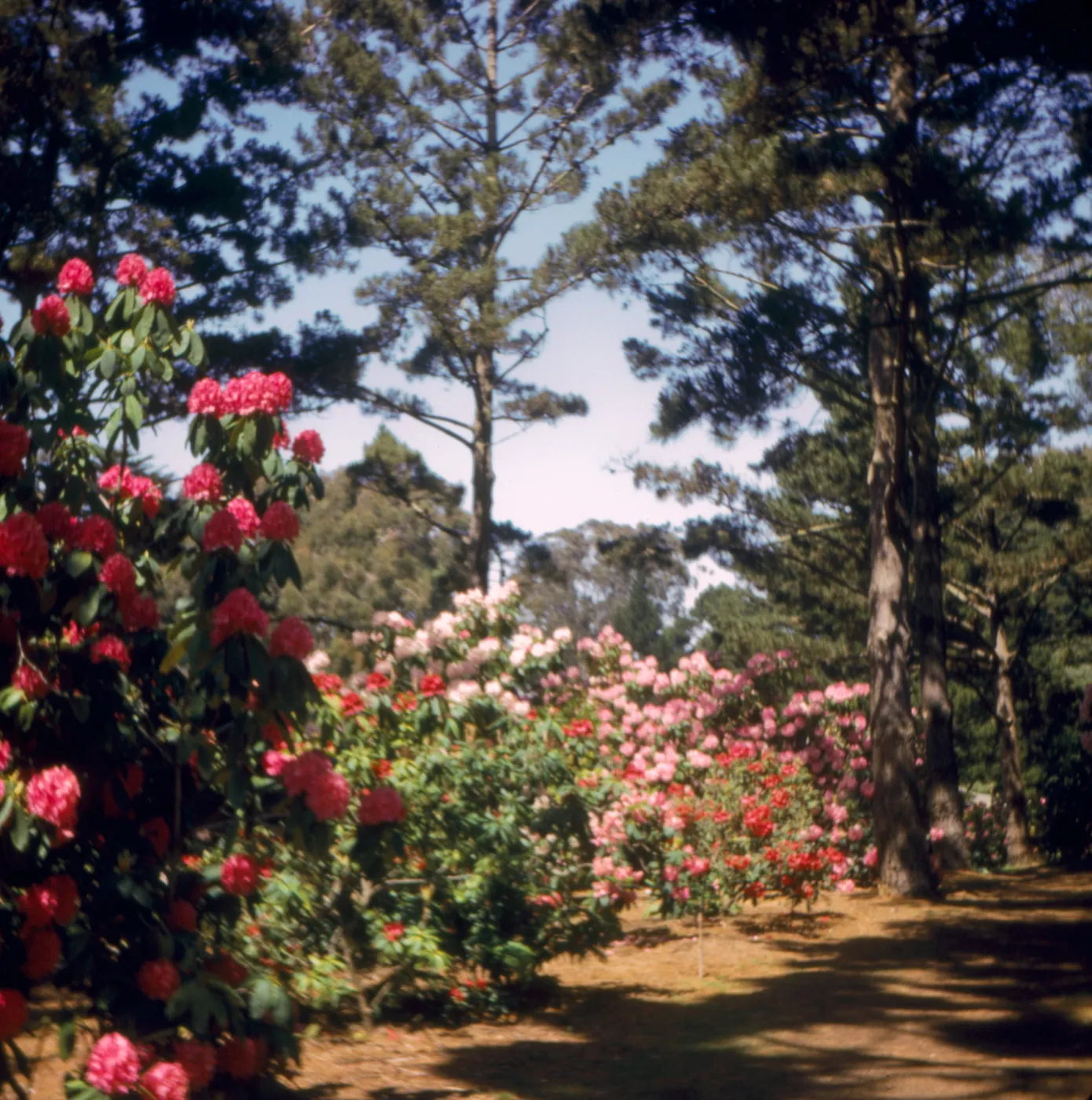 Rhododendron, Golden Gate Park