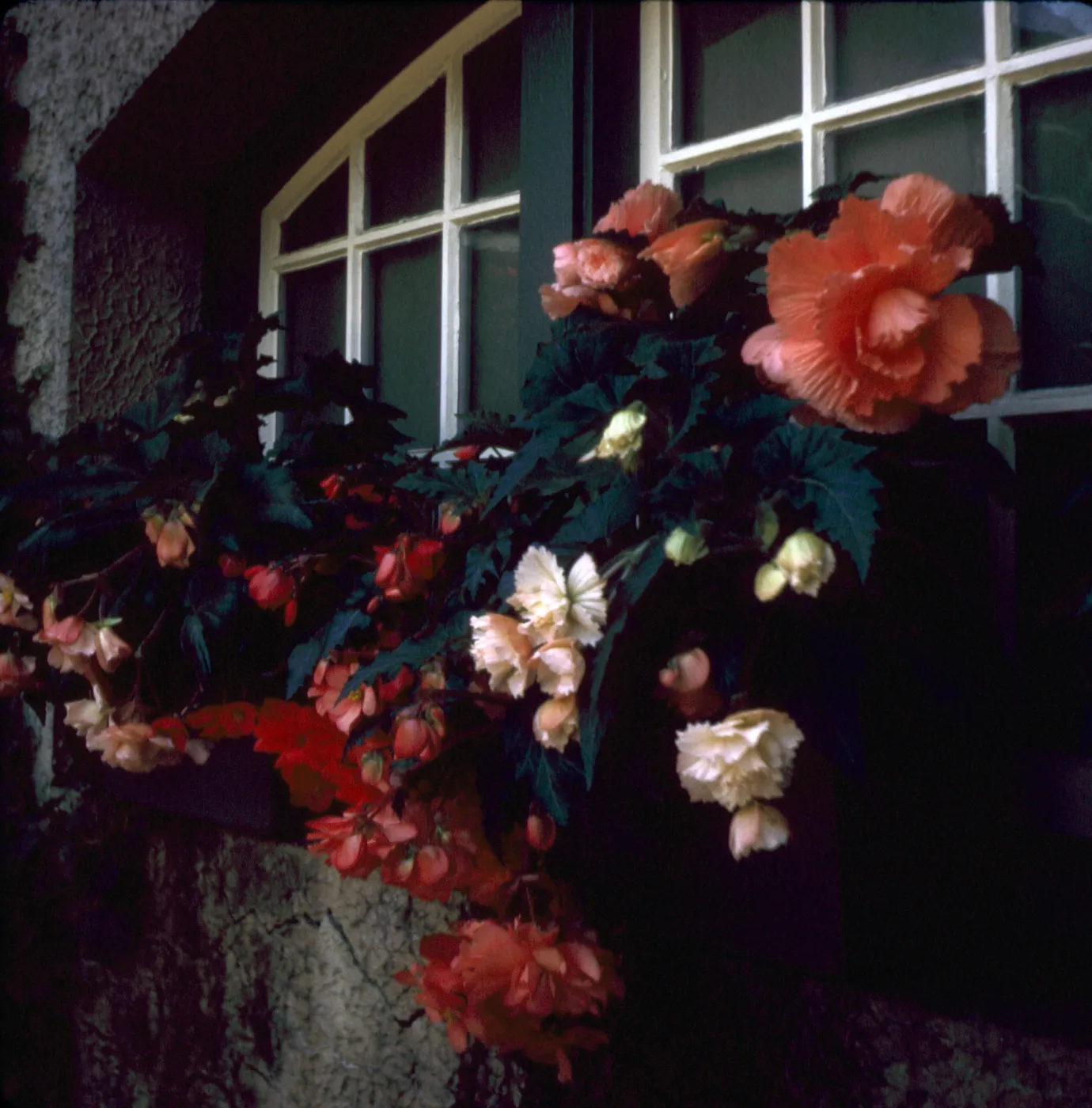 Tuberous Begonias, in wall planter, Butchart Gardens