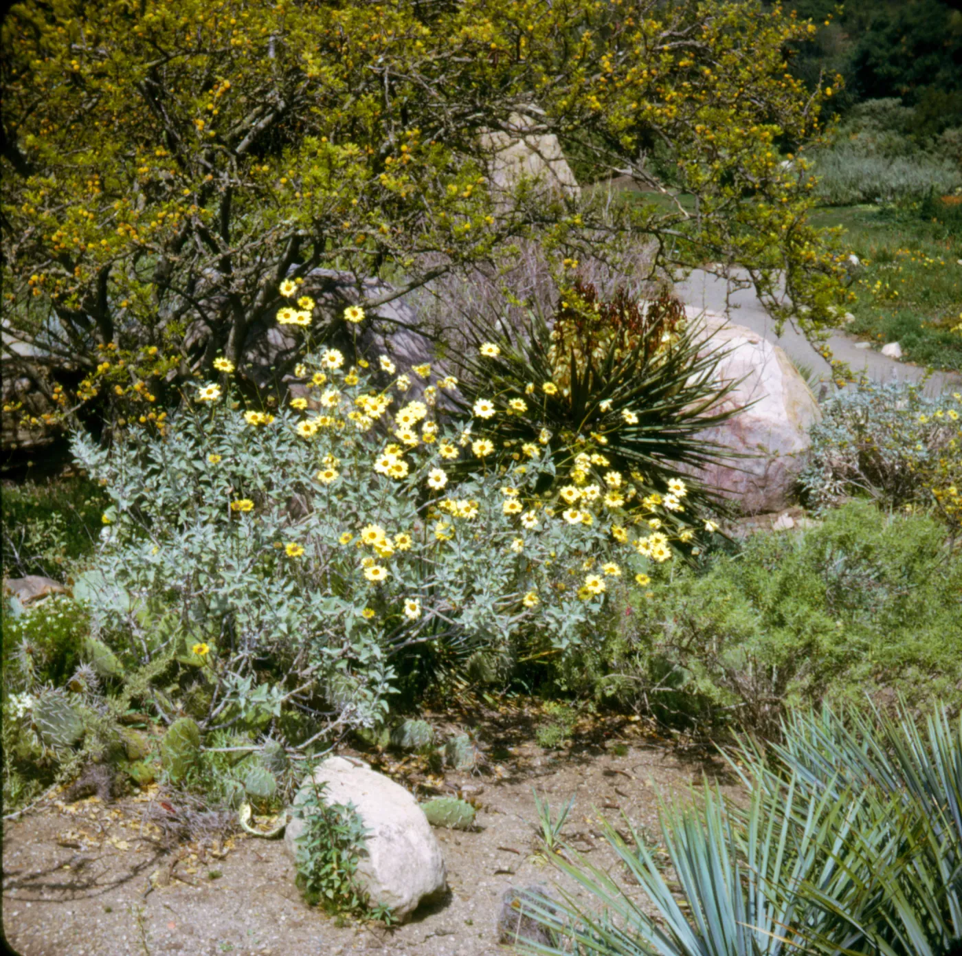 Encelia farinosa