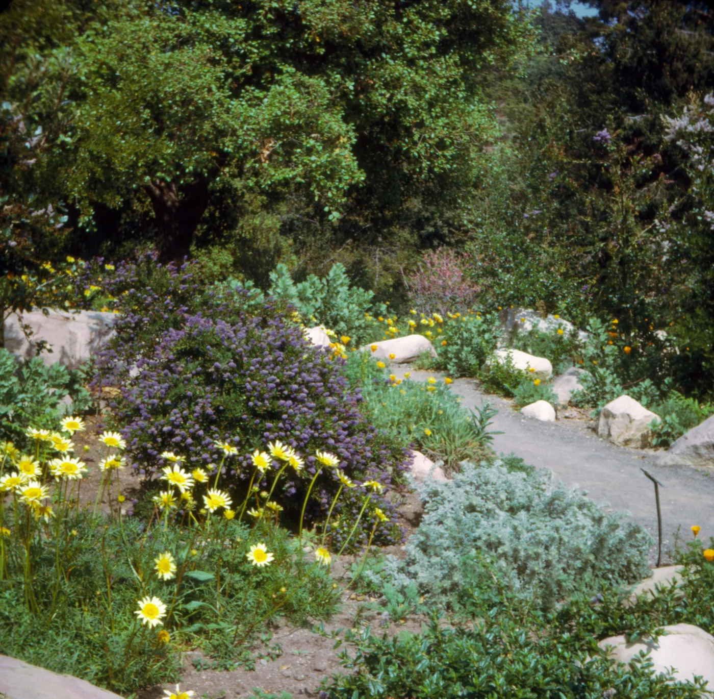 Coreopsis maritima