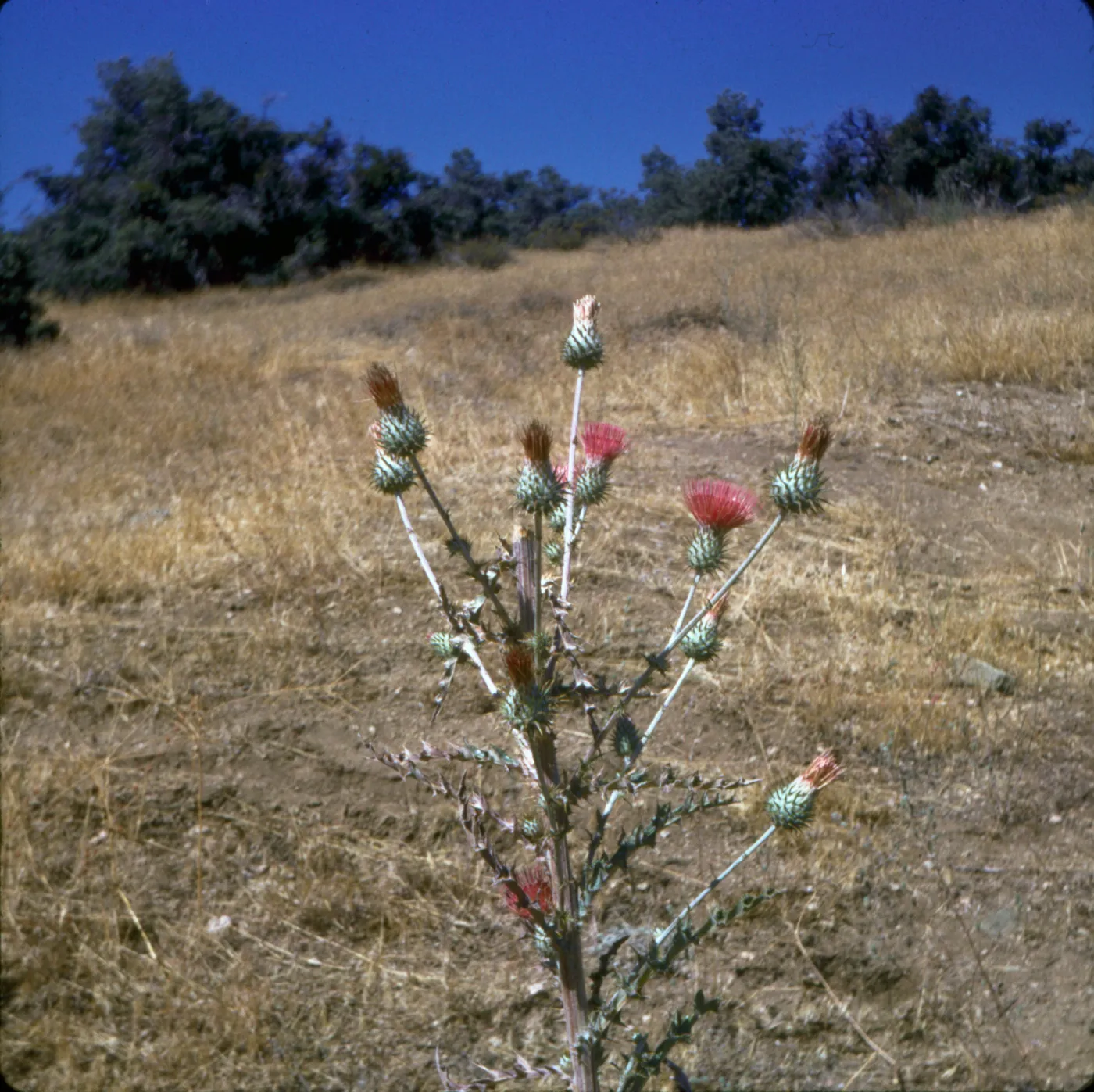 Cirsium proteanum