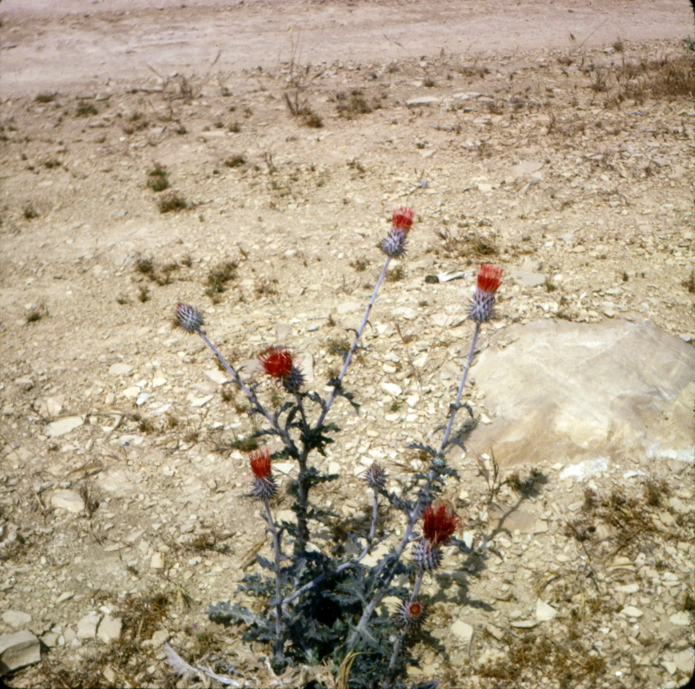 Cirsium proteanum