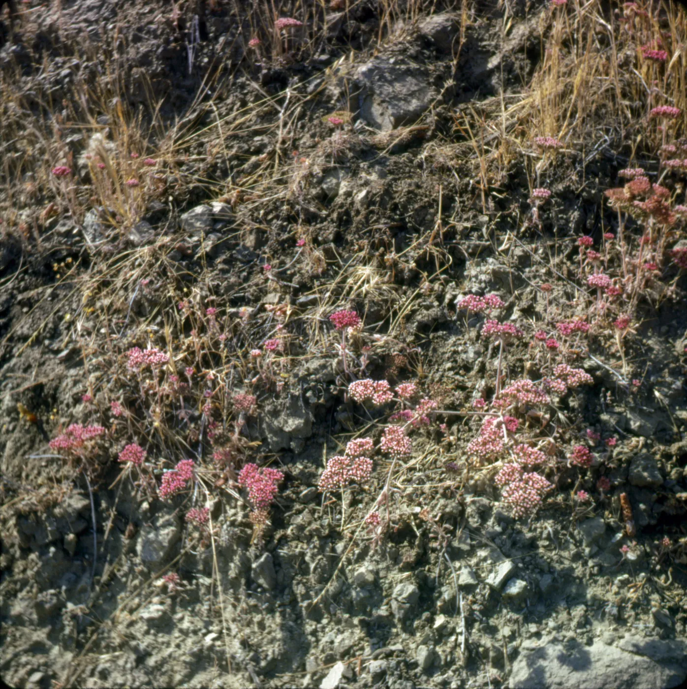Chorizanthe palmeri