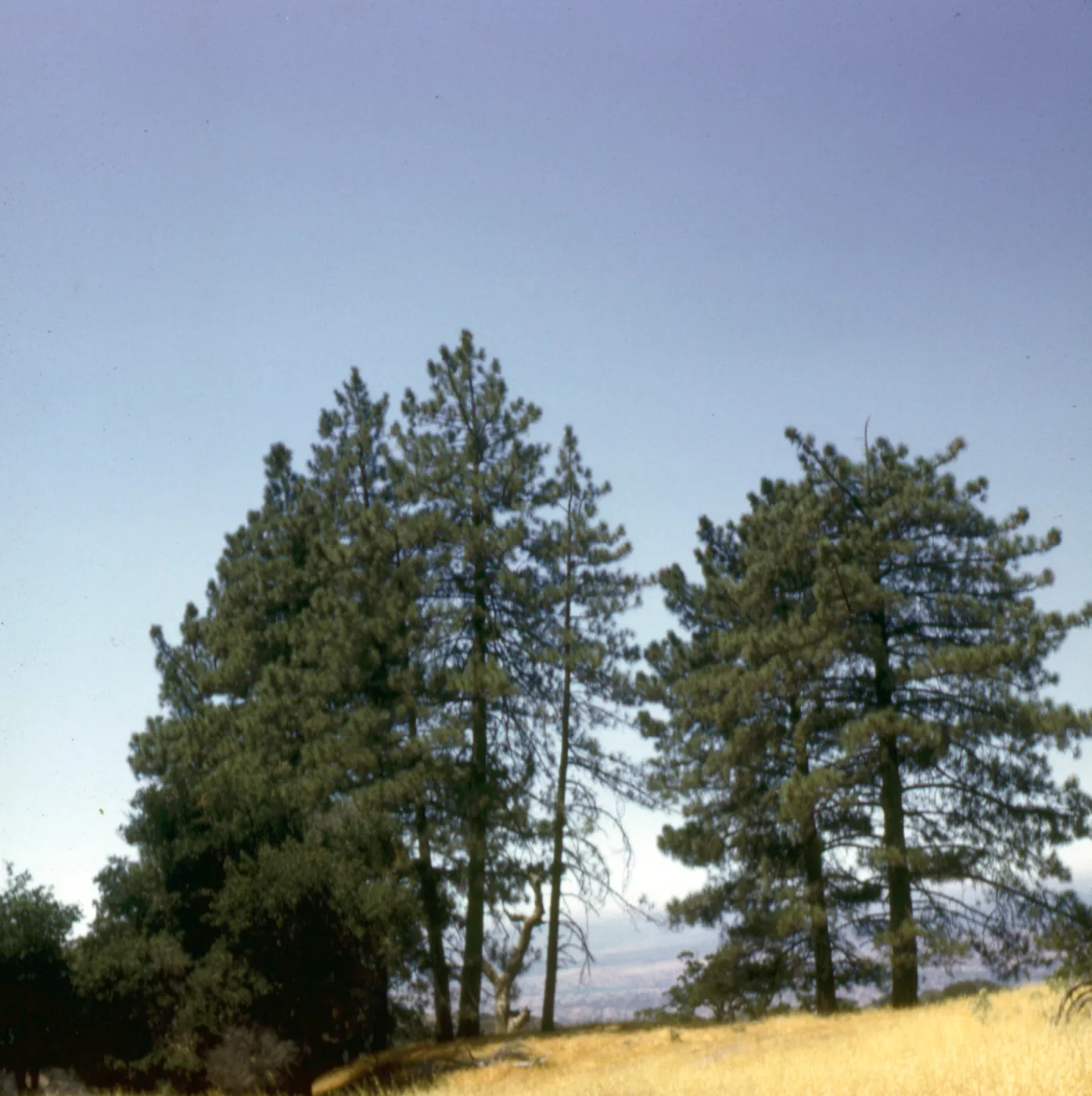 Pinus ponderosa, Pinus jeffreyi (yellow pine)