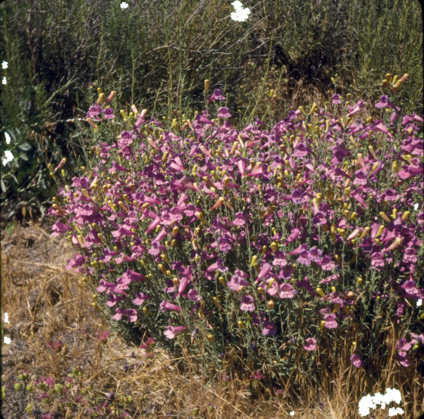 Penstemon heterophyllus