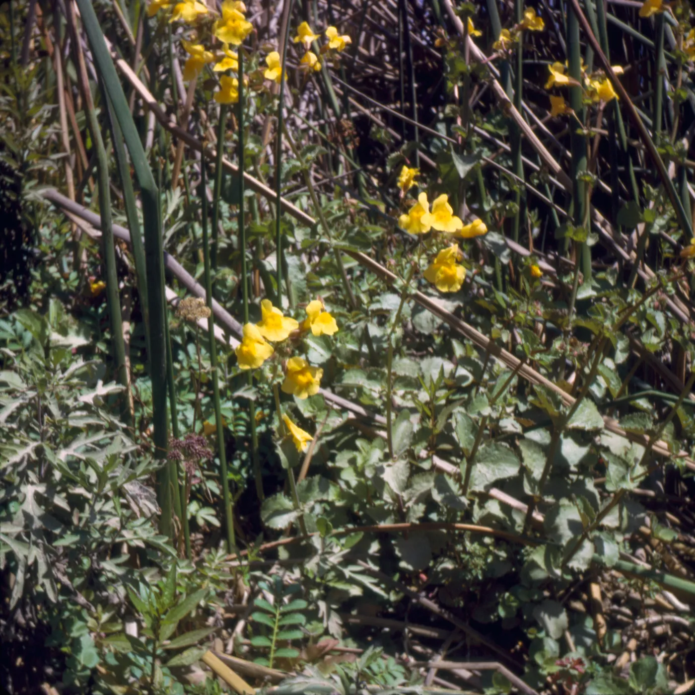 Mimulus guttatus ssp. litoralis