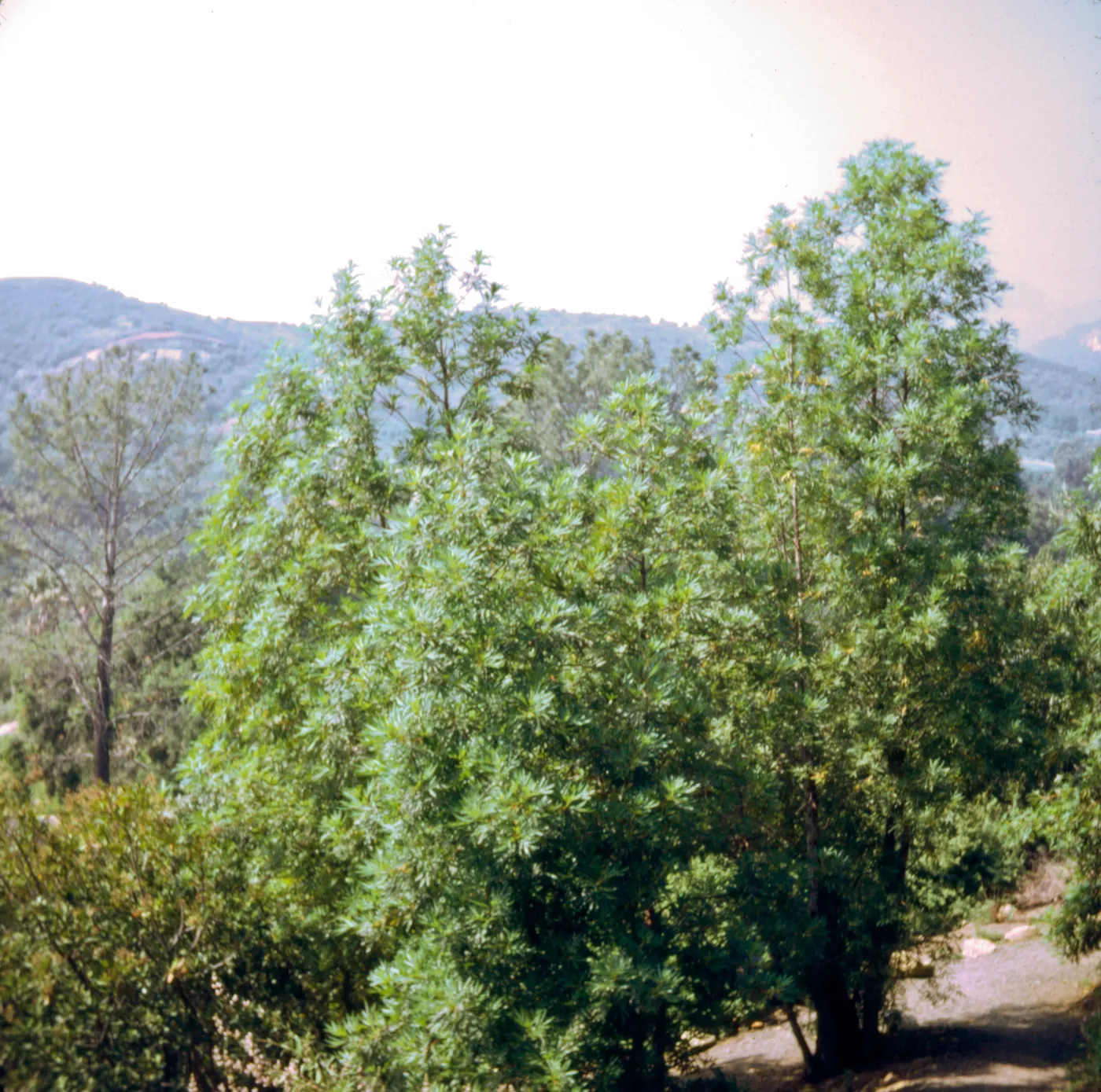 Lyonothamnus, SBBG