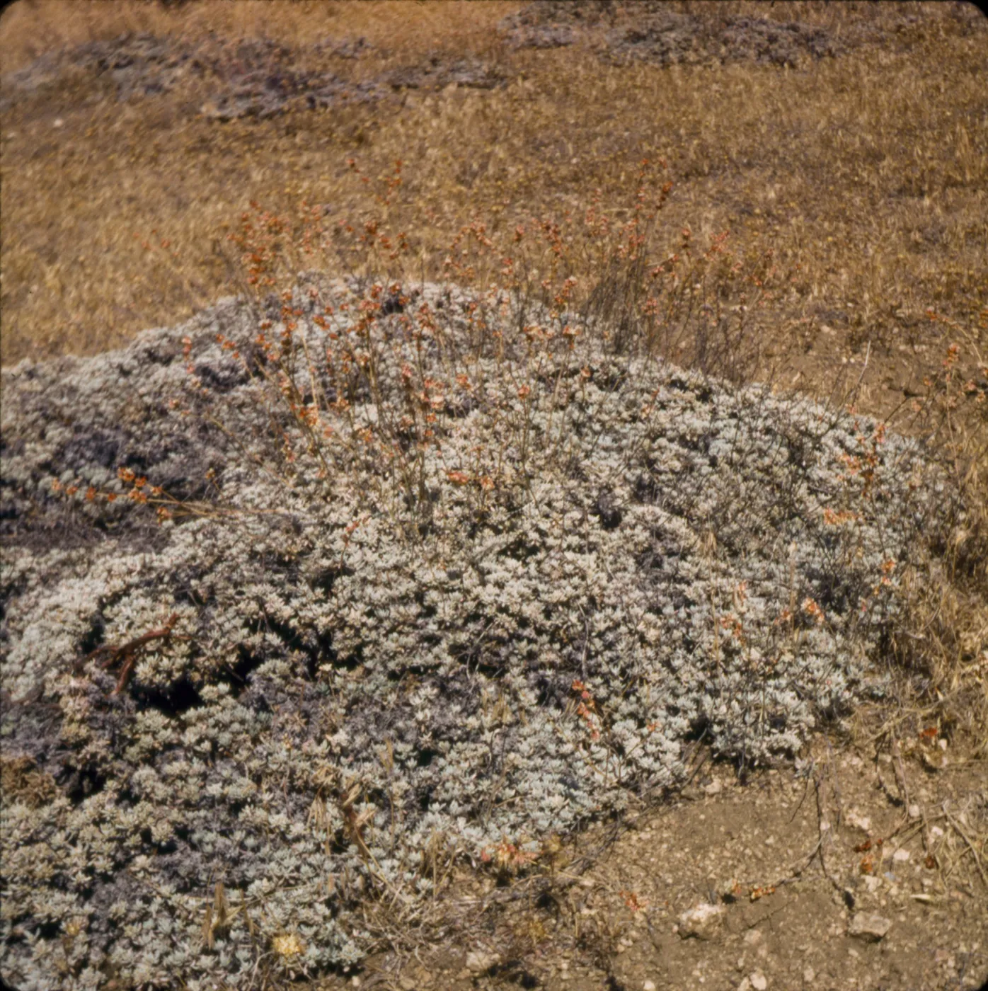Eriogonum wrightii ssp