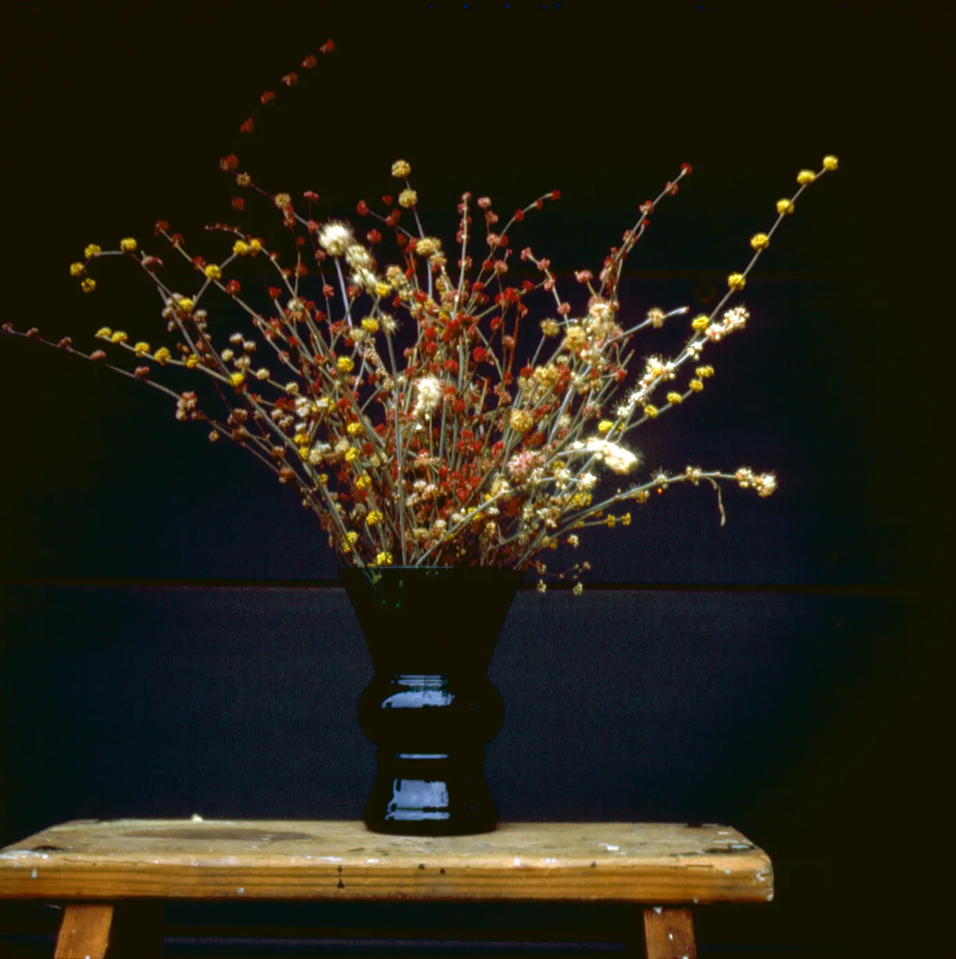 Eriogonum vergatum