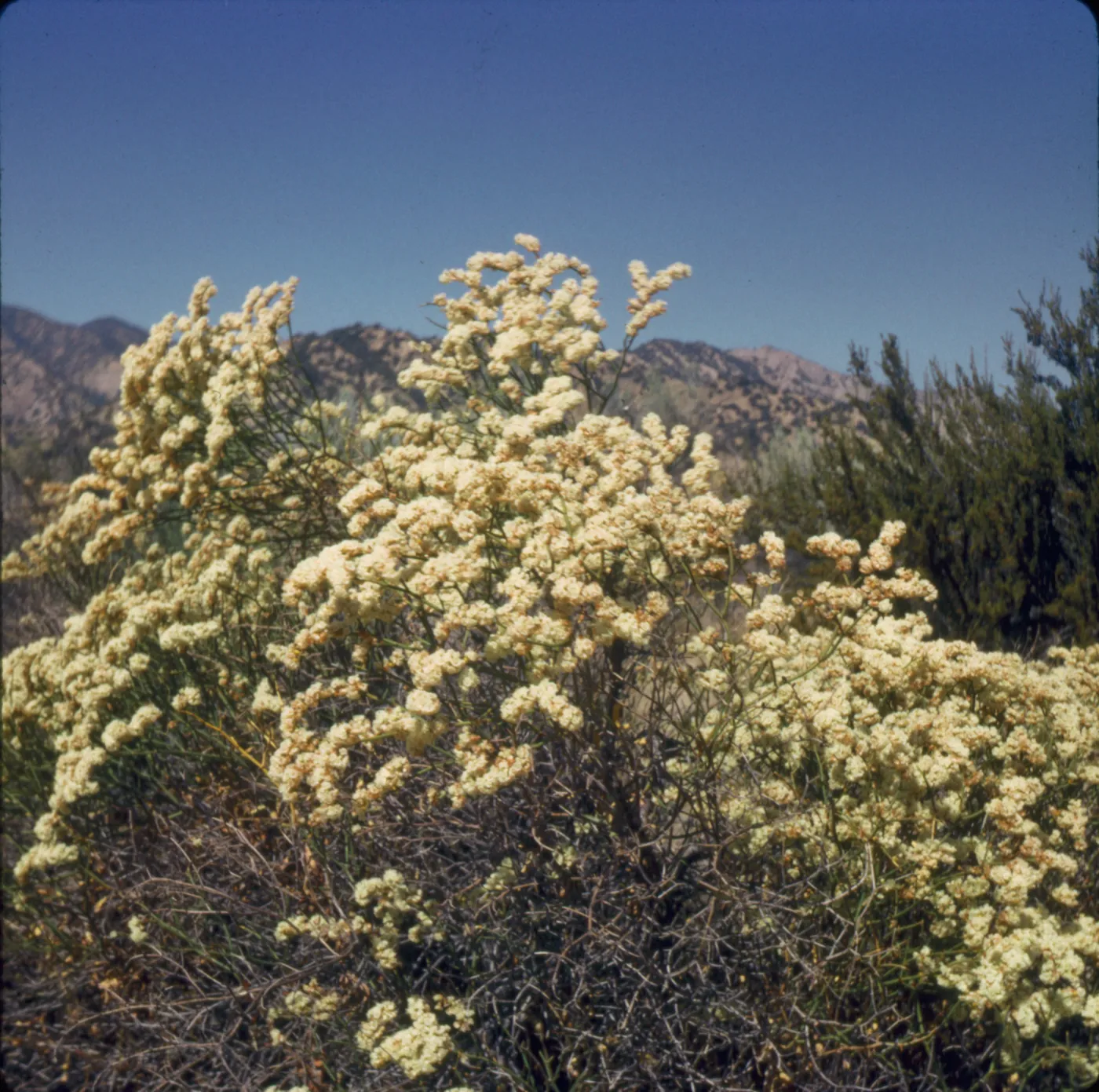 Eriogonum heermannii