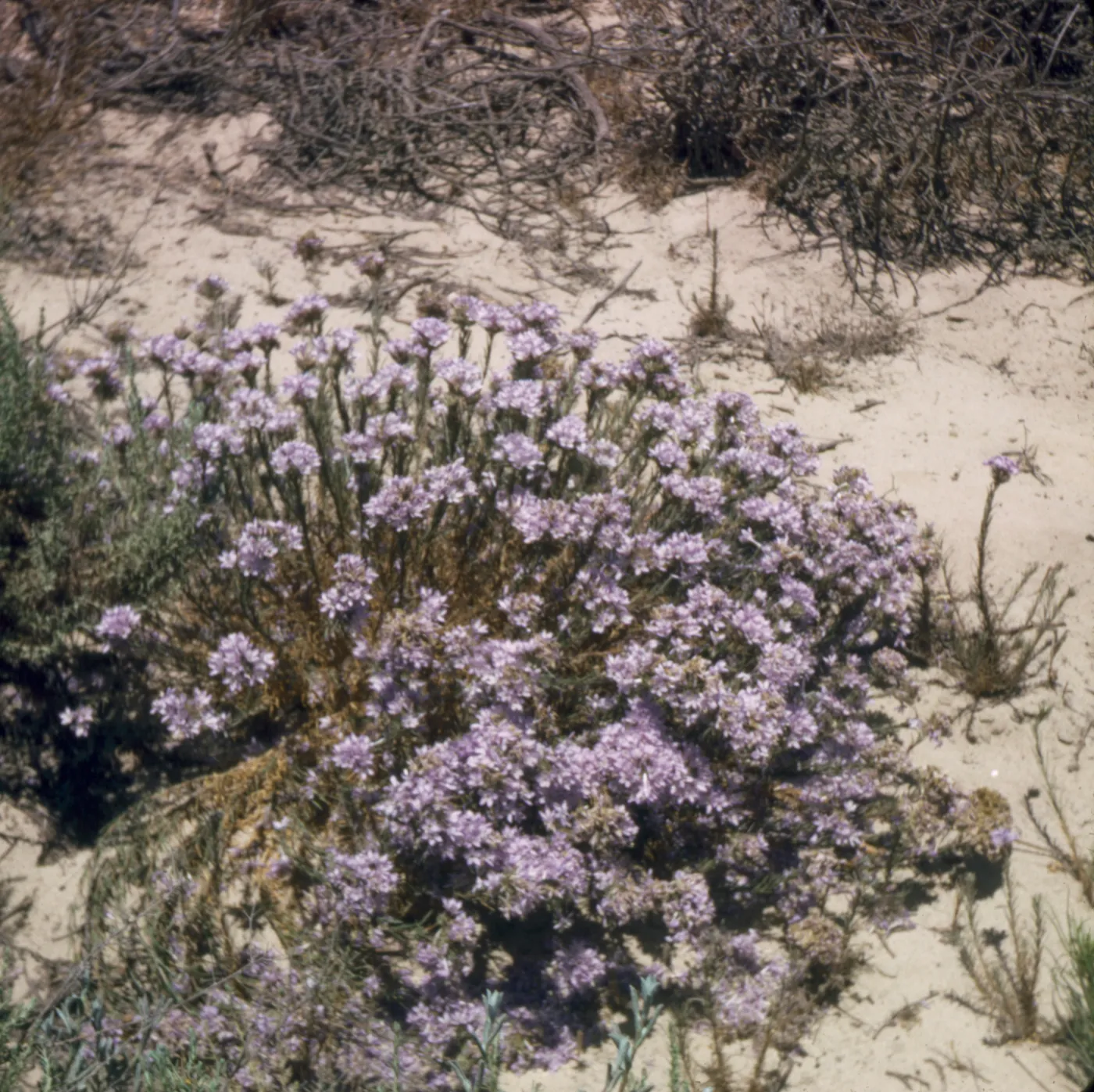 Eriastrum densifolium