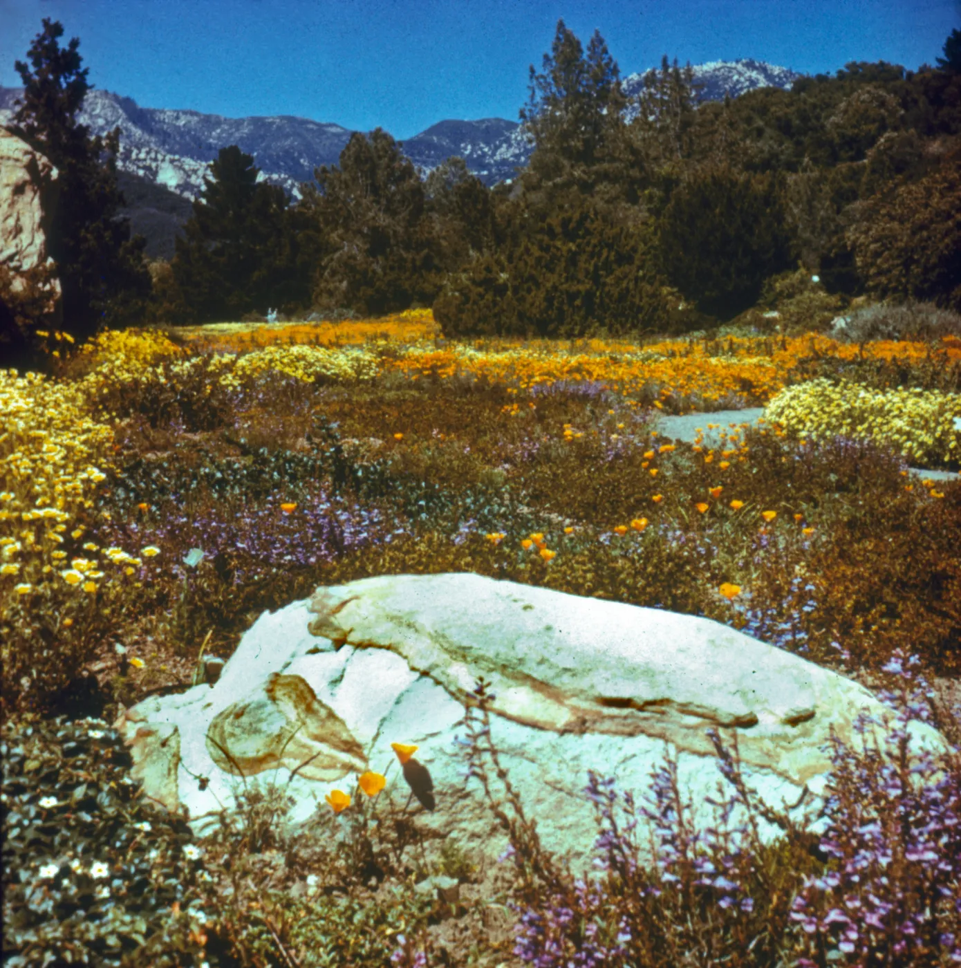 Spring Bloom, Santa Barbara Botanic Garden