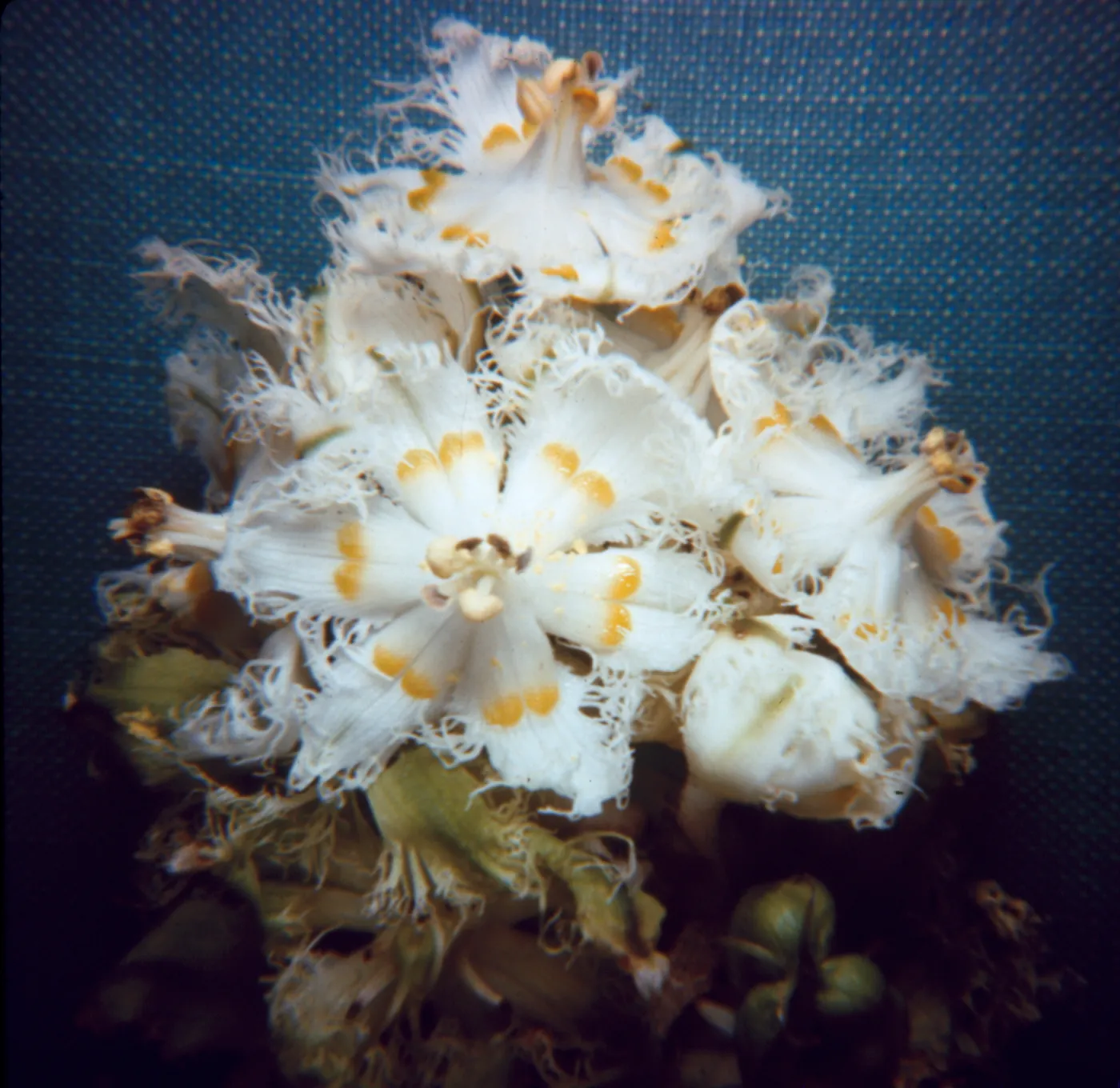 Veratrum fimbriatom