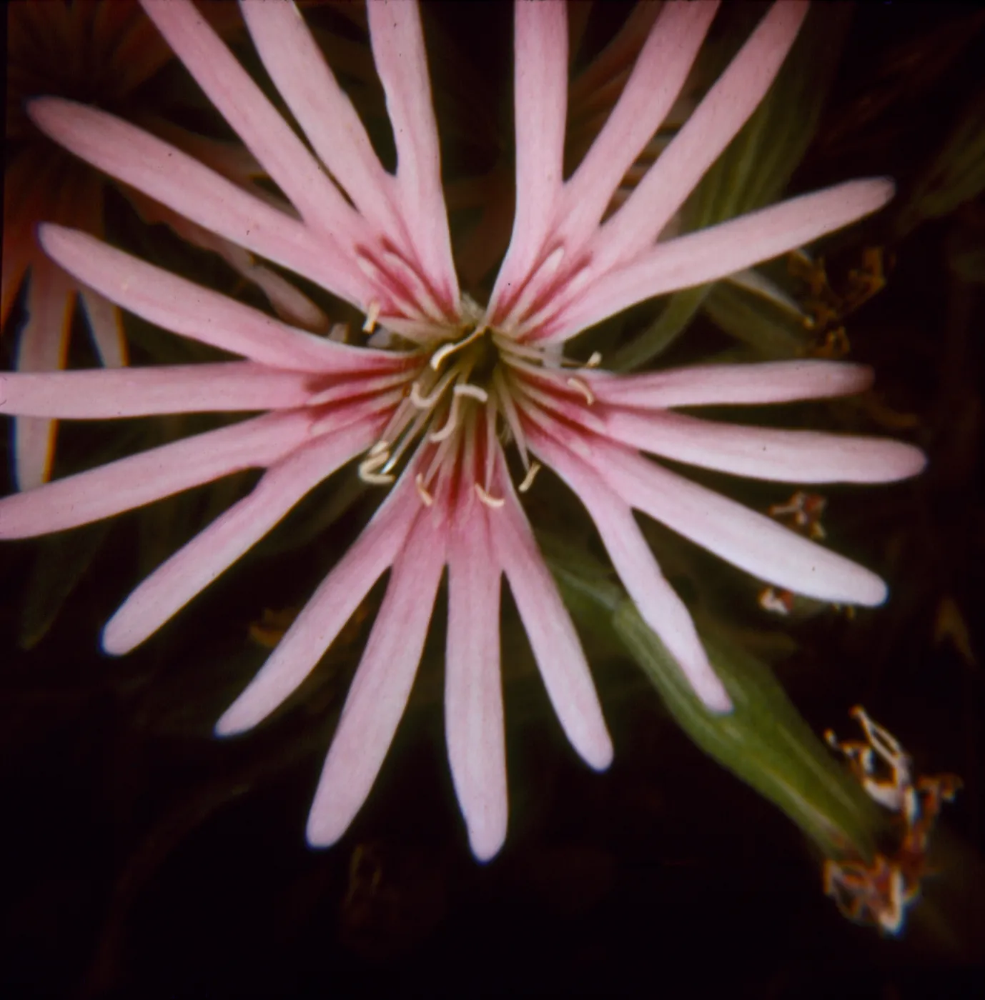 Silene hookeri