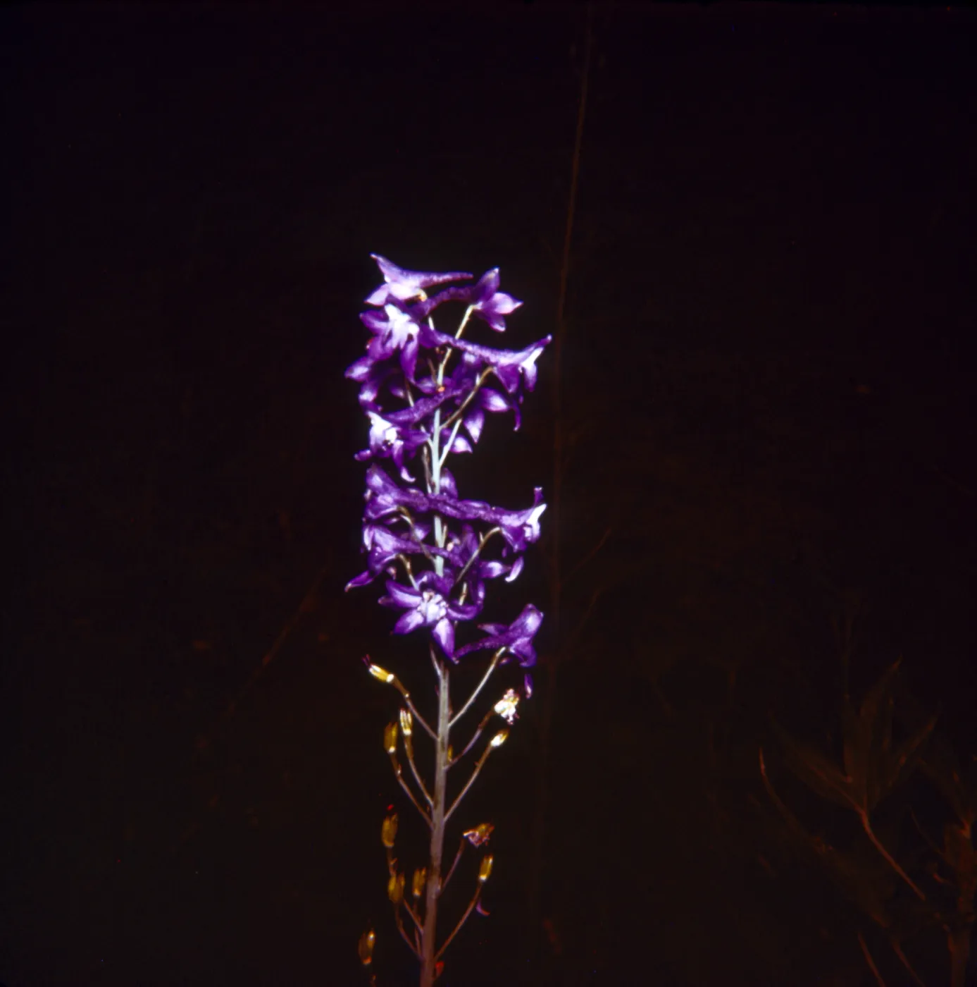 Delphiunium glaucum