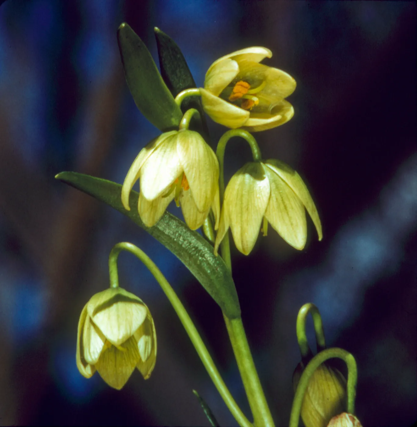 Fritillaria liliacea