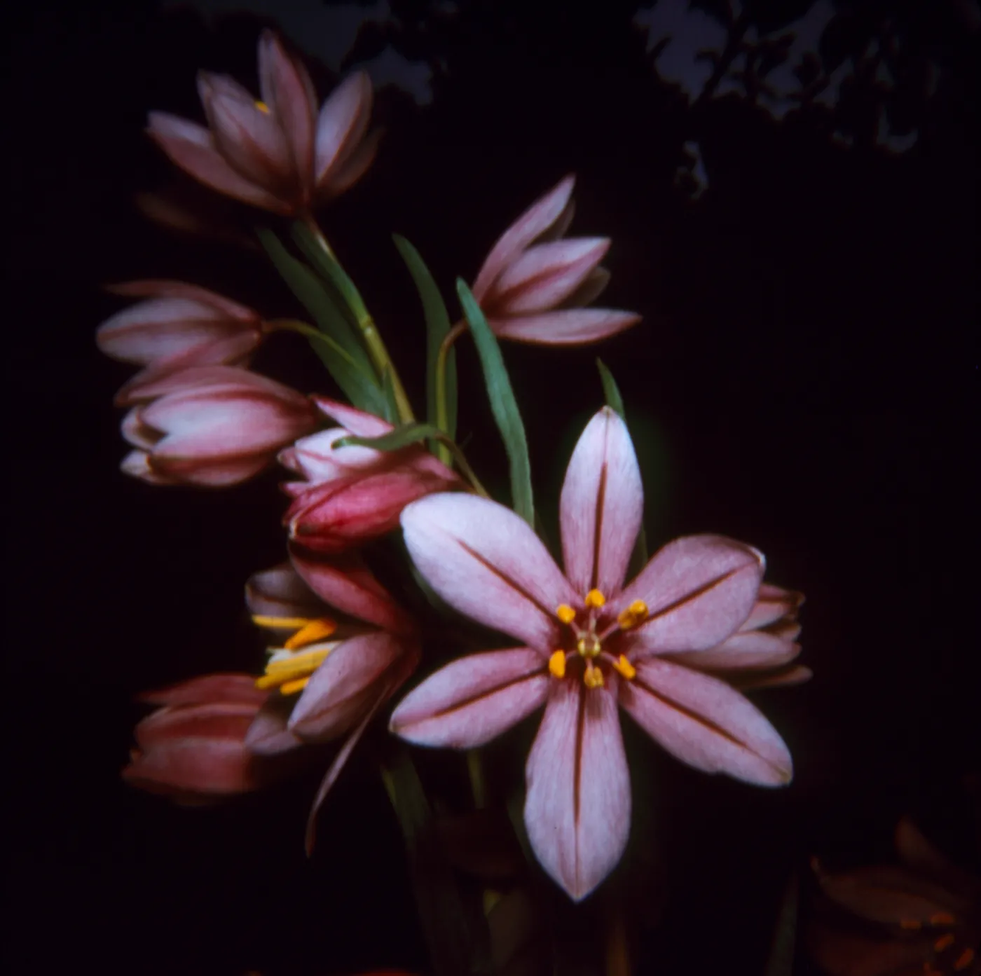 Fritillaria pluriflora (Adobe-Lily)