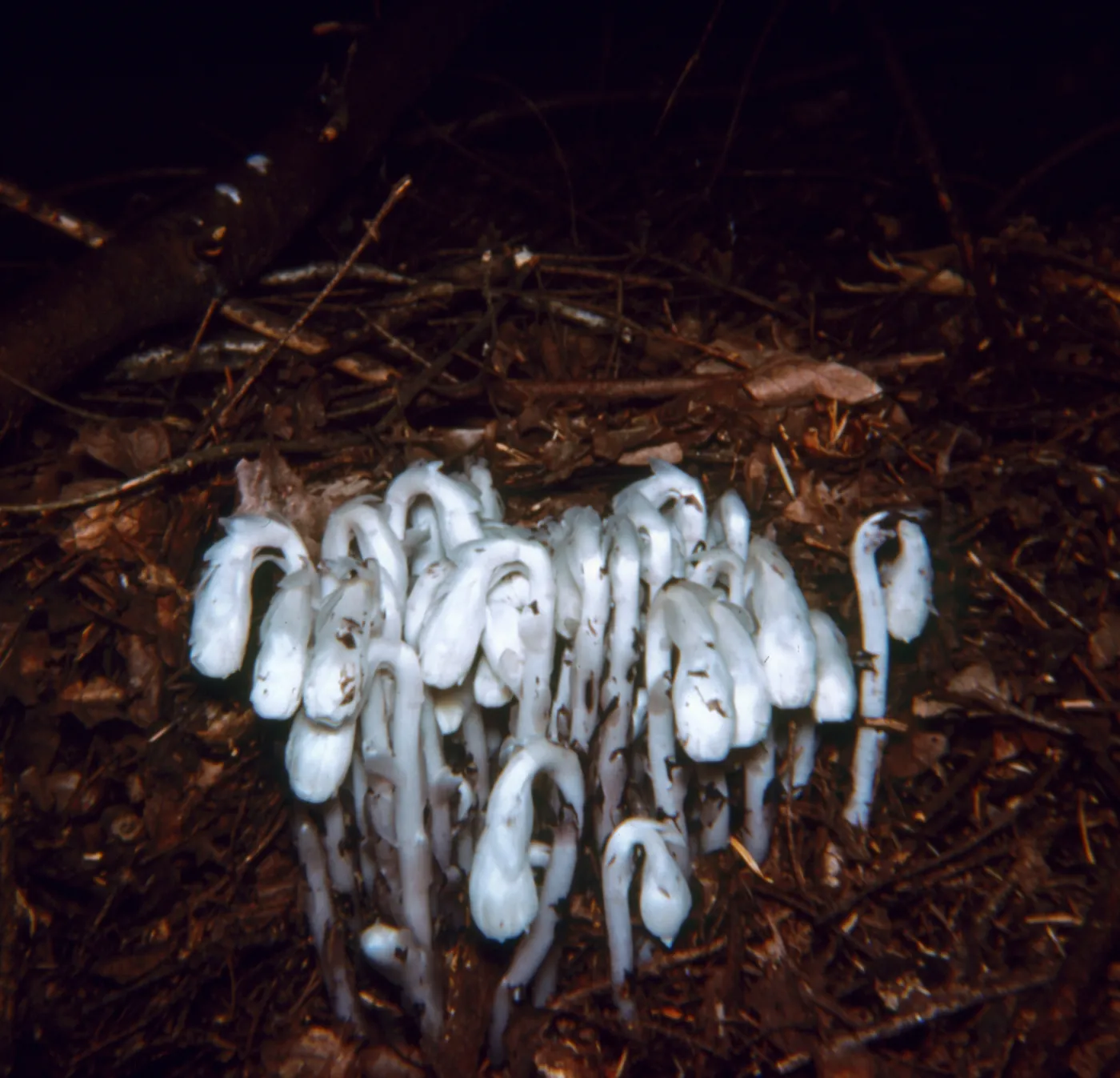 Monotropa uniflora (Indian Pipe)