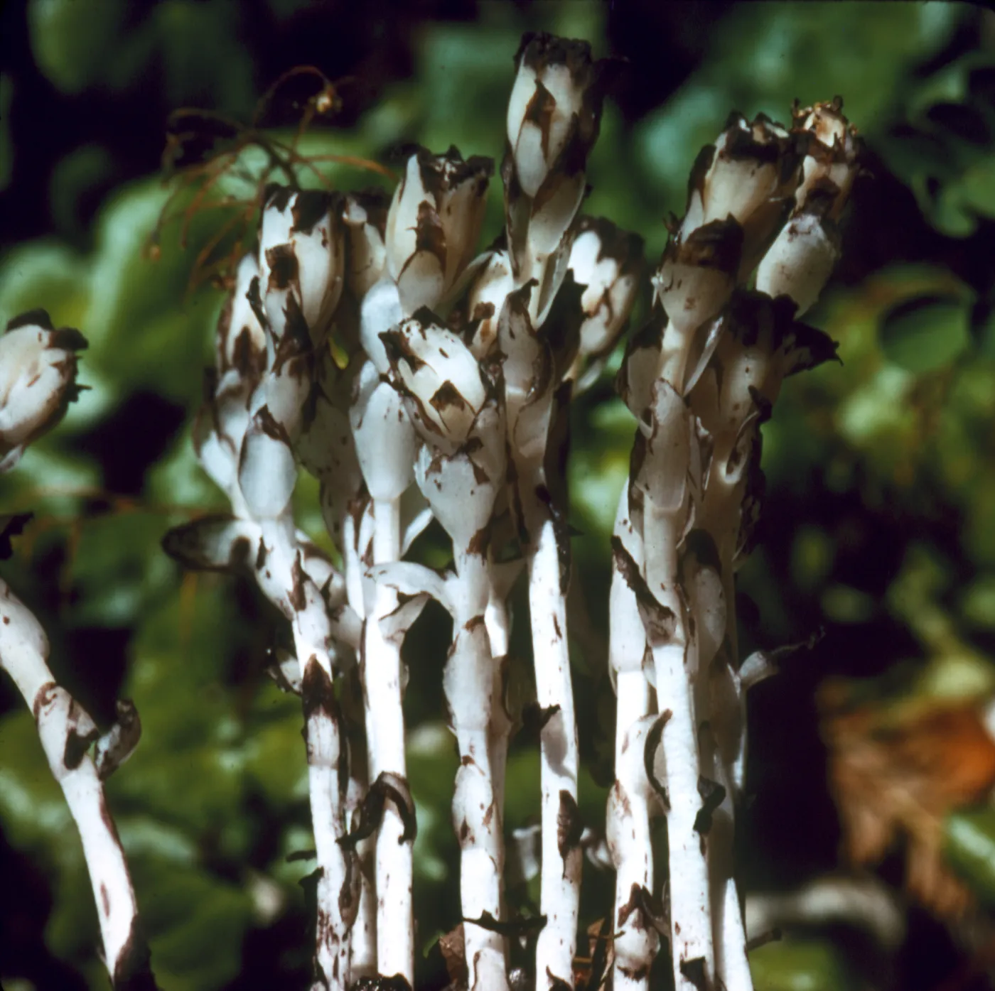 Monotropa uniflora (Indian Pipe)