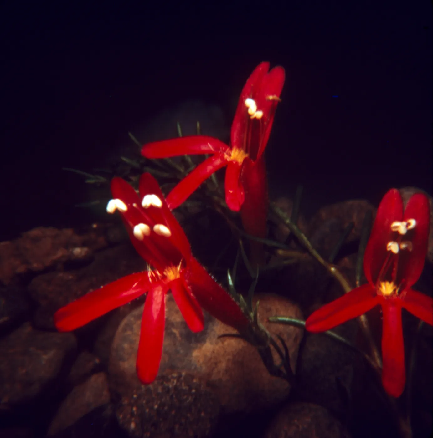 Penstemon 