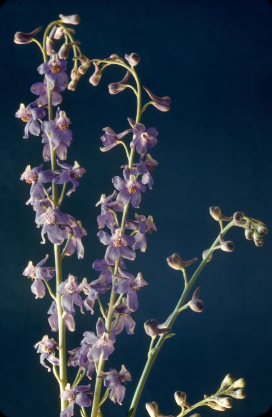 Delphinium parishii