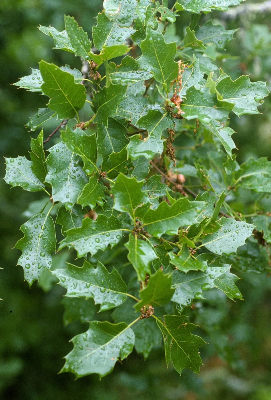 Quercus parvula x Q. kelloggii, Santa Barbara Co