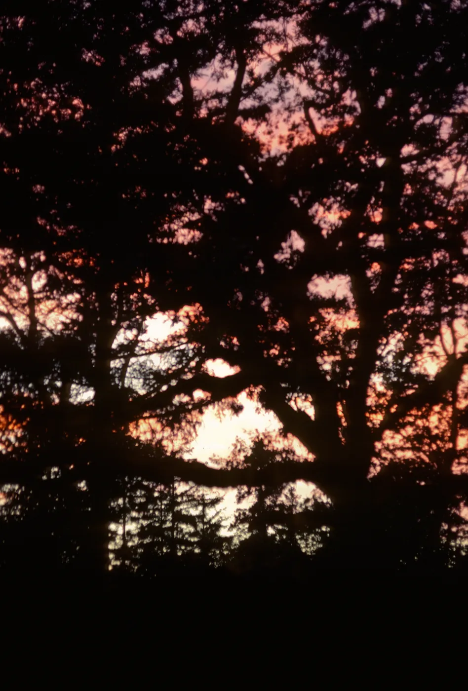 Quercus lobata