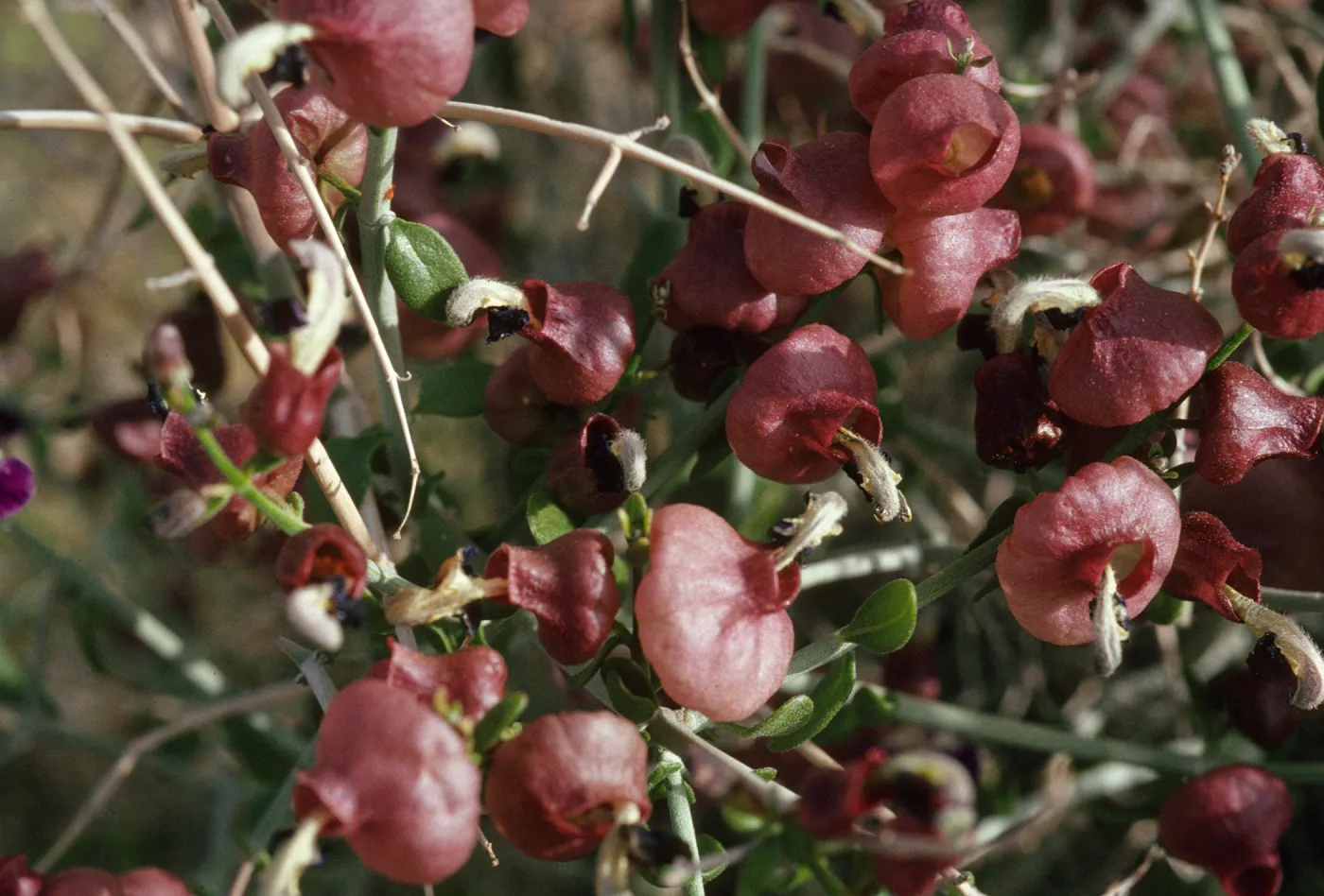Salazaria mexicana