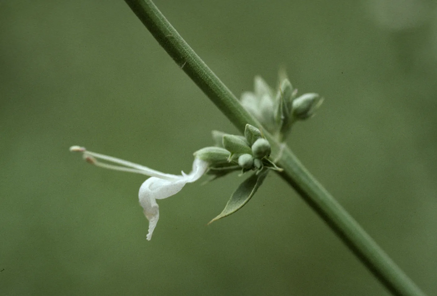 Salvia apiana (White Sge)