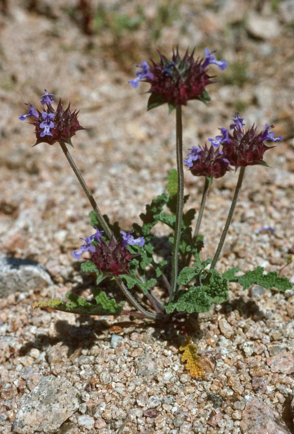 Salvia columbariae (Chia)