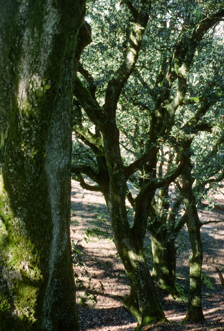 Quercus tomentella