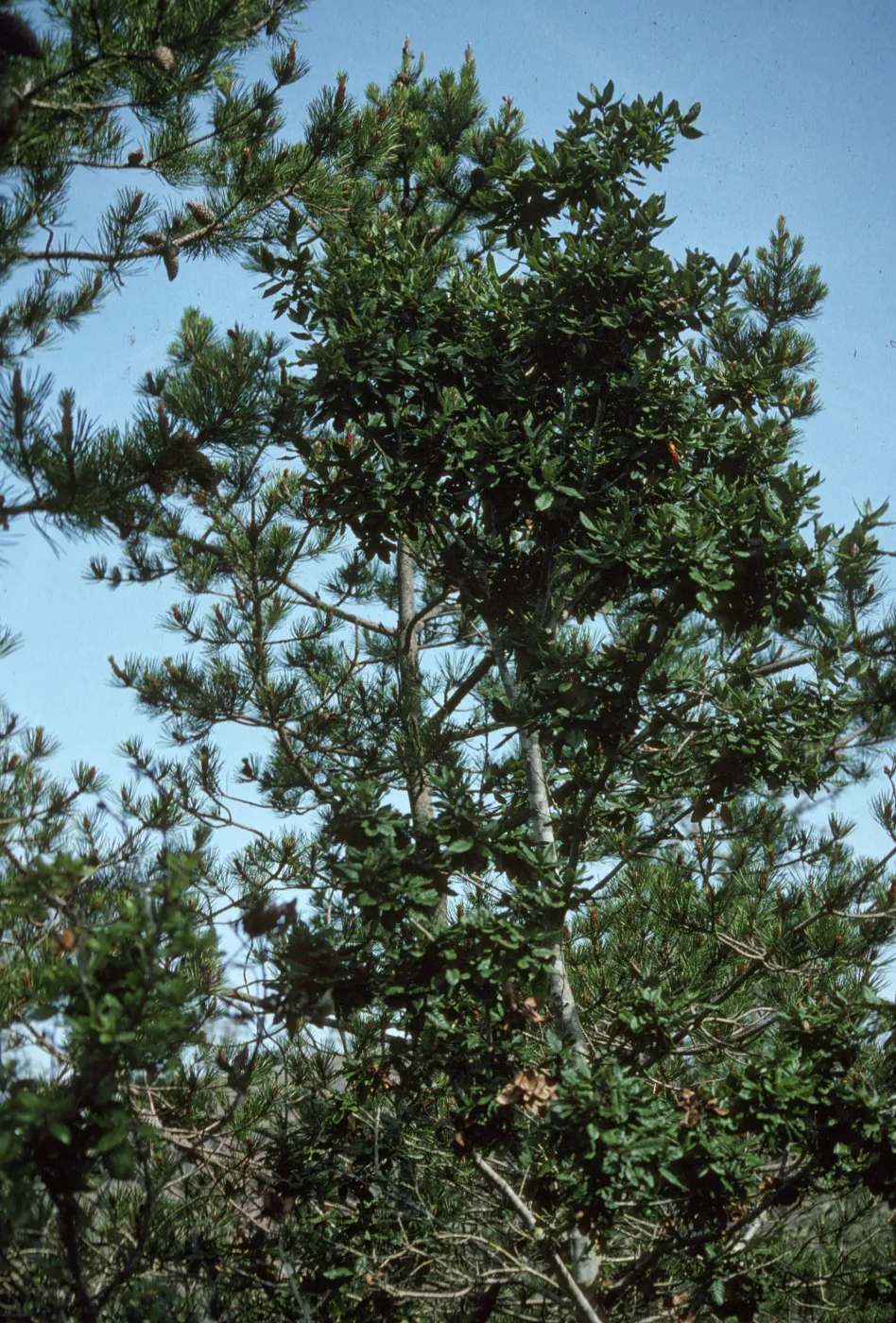 Quercus tomentella