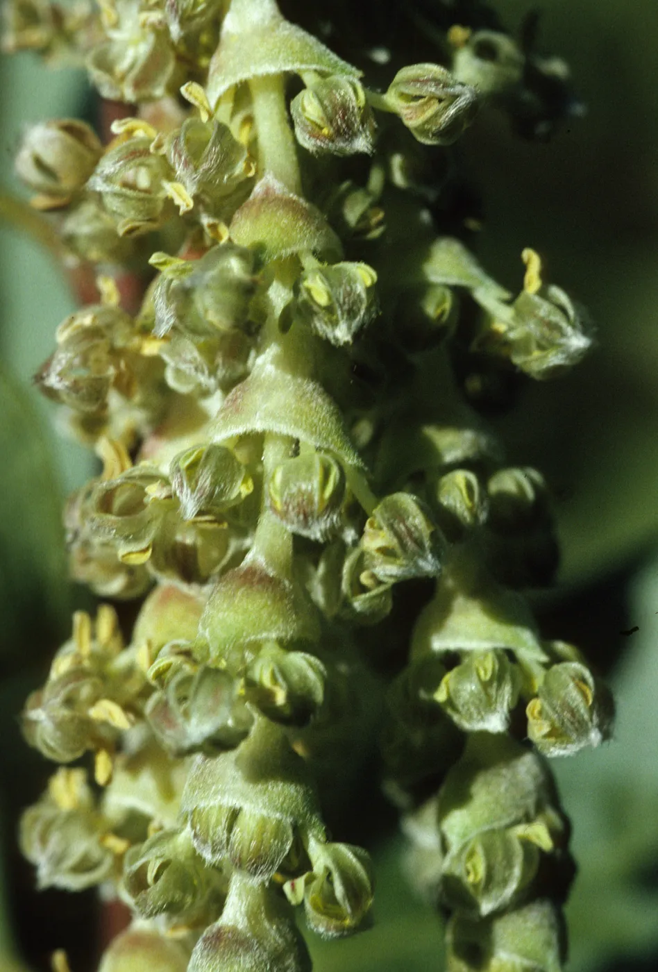 Garrya flavescens garryanceae