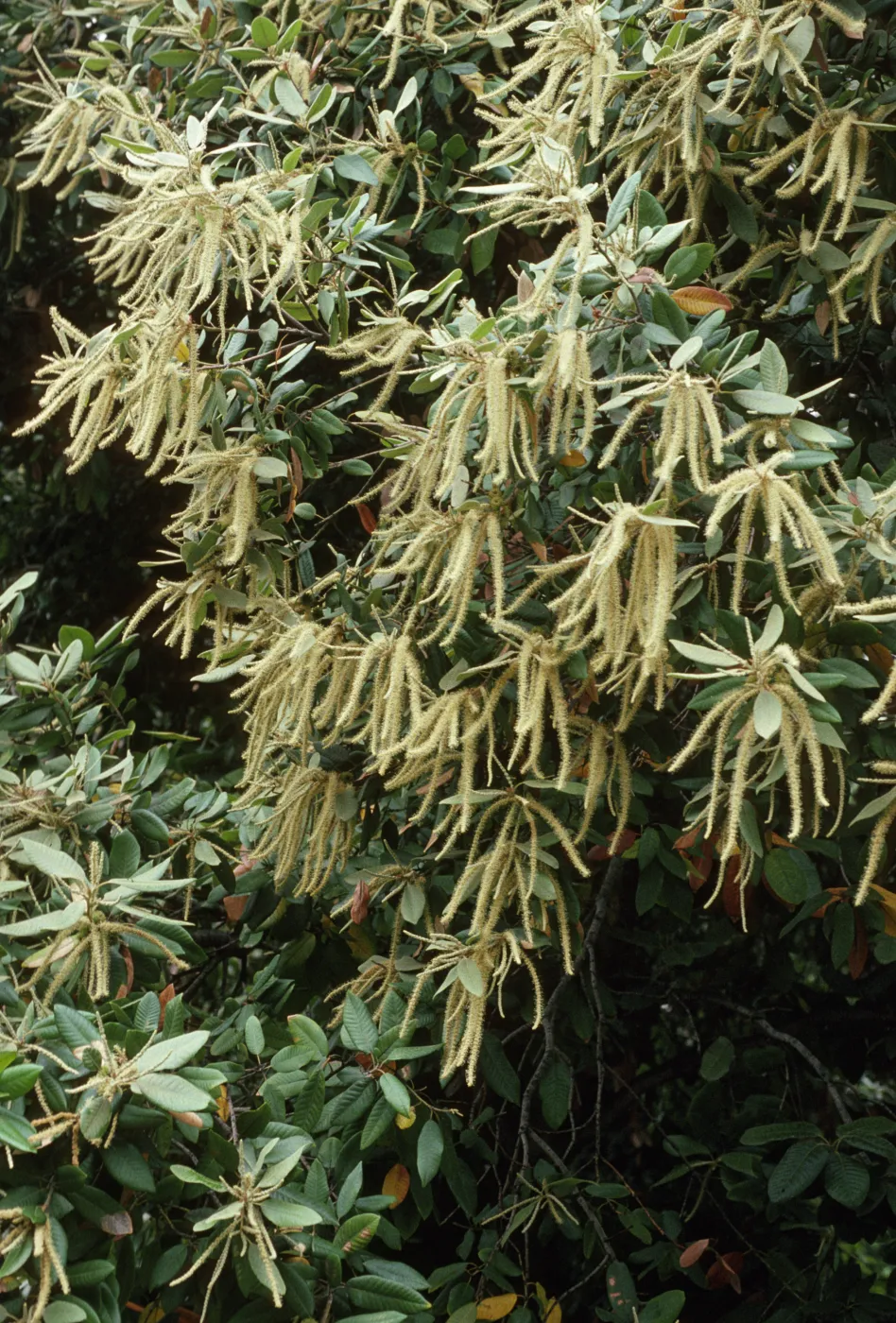 Lithocarpus densiflorus