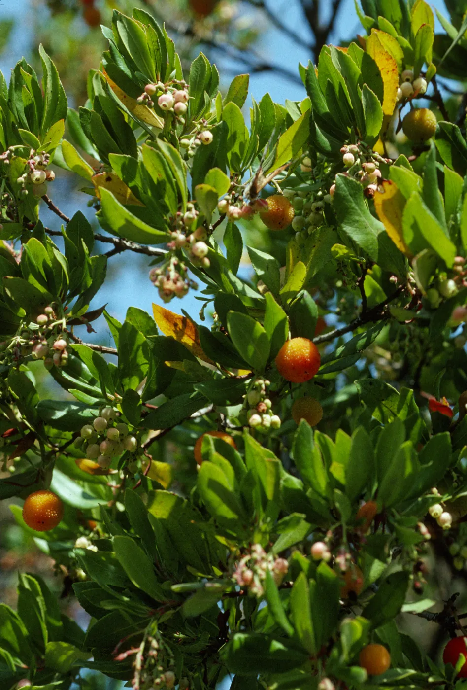 Arbutus uneds