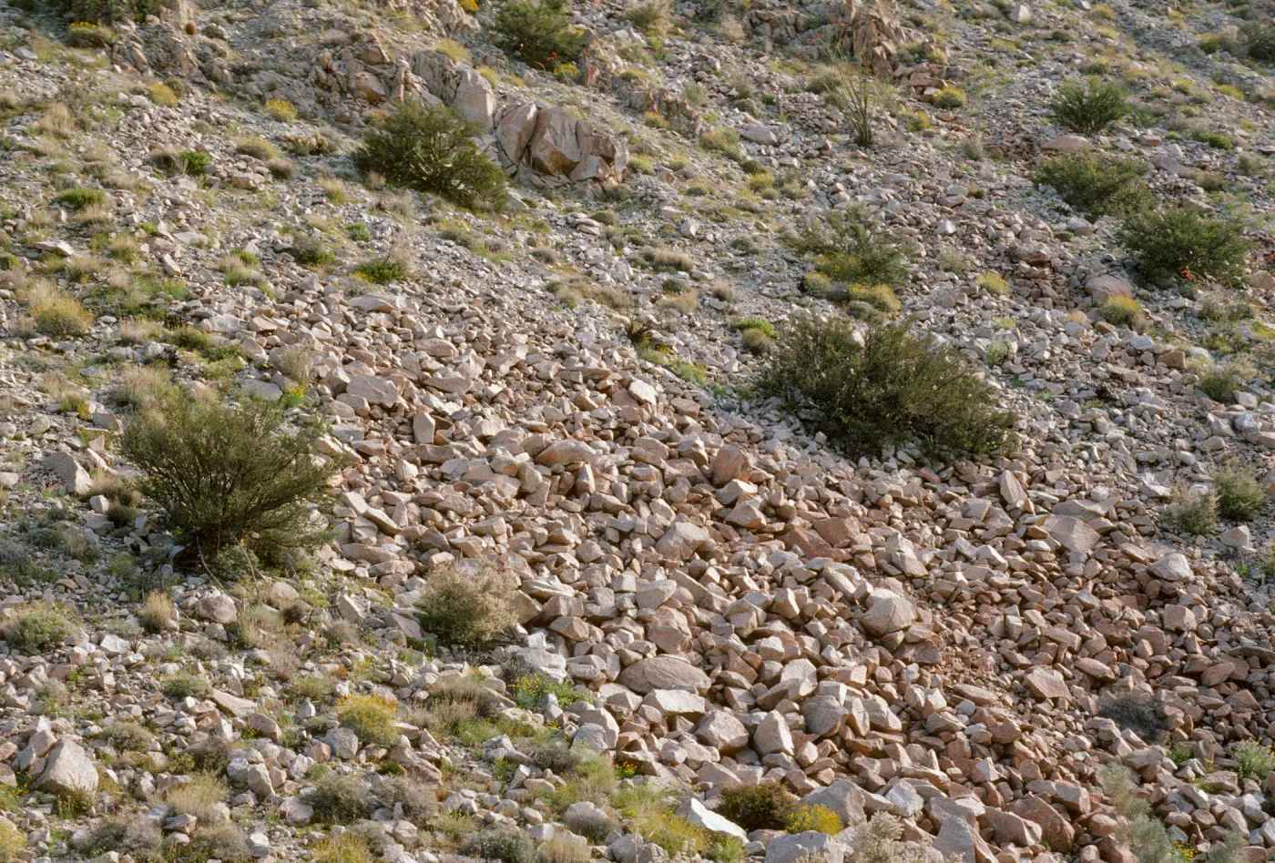 Bursera microphylla